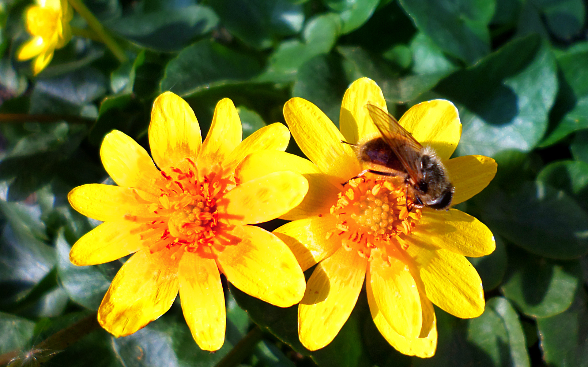 Обои цветы, весна, пчела, flowers, spring, bee разрешение 1920x1200 Загрузить