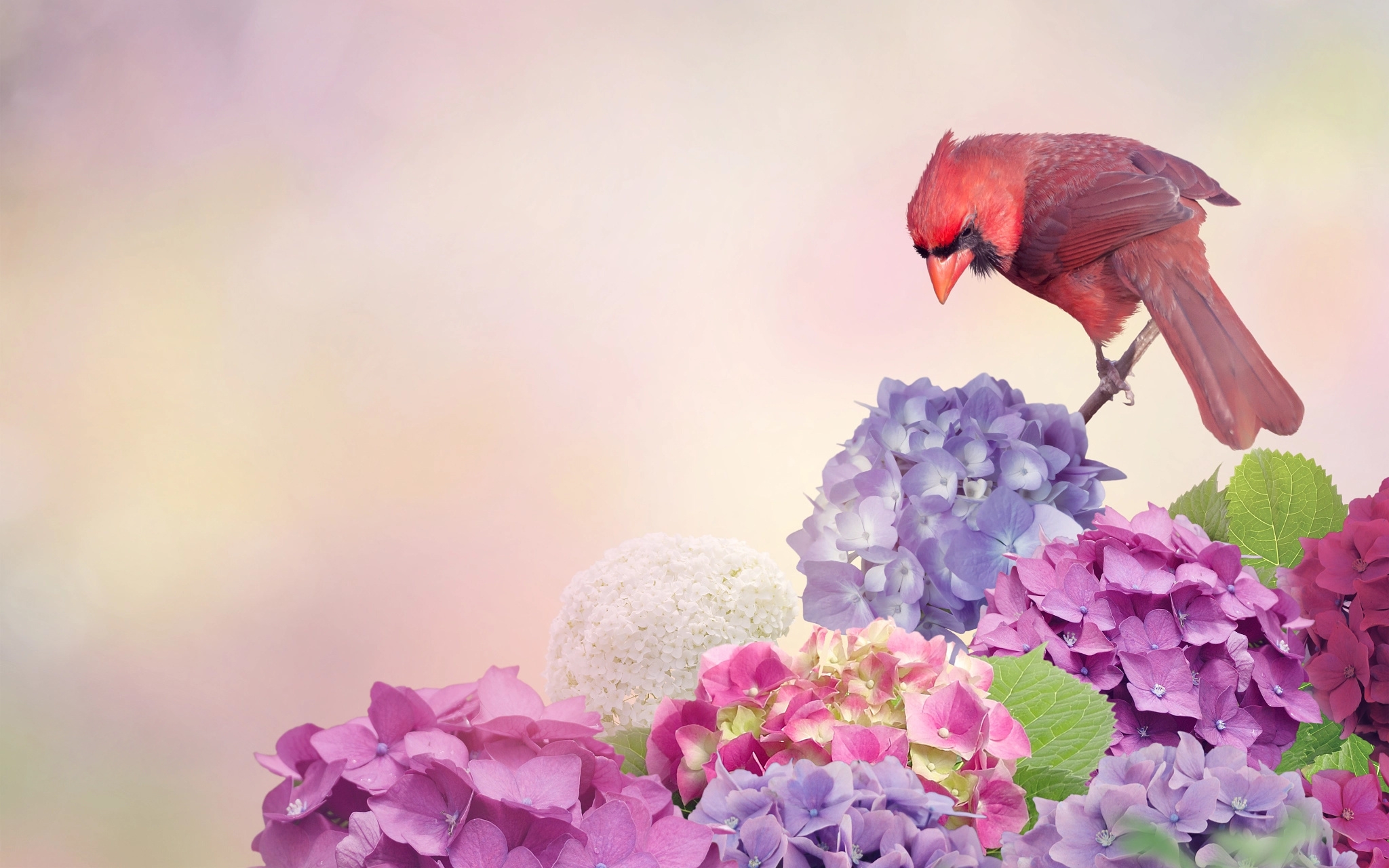 Птичка без слов. Красивые птицы на цветах. Фон для рабочего стола птицы цветы.