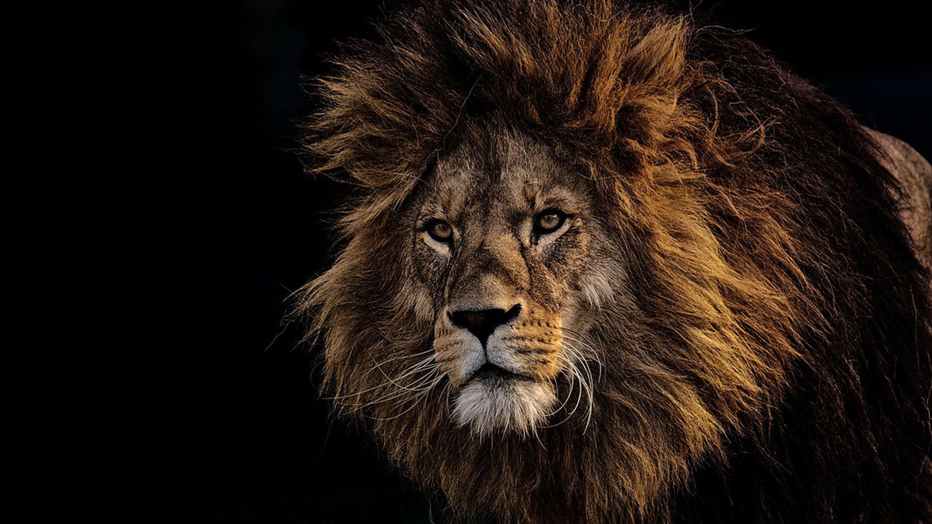 Обои морда, хищник, черный фон, лев, грива, львёнок, царь зверей, face, predator, black background, leo, mane, lion, the king of beasts разрешение 1920x1080 Загрузить
