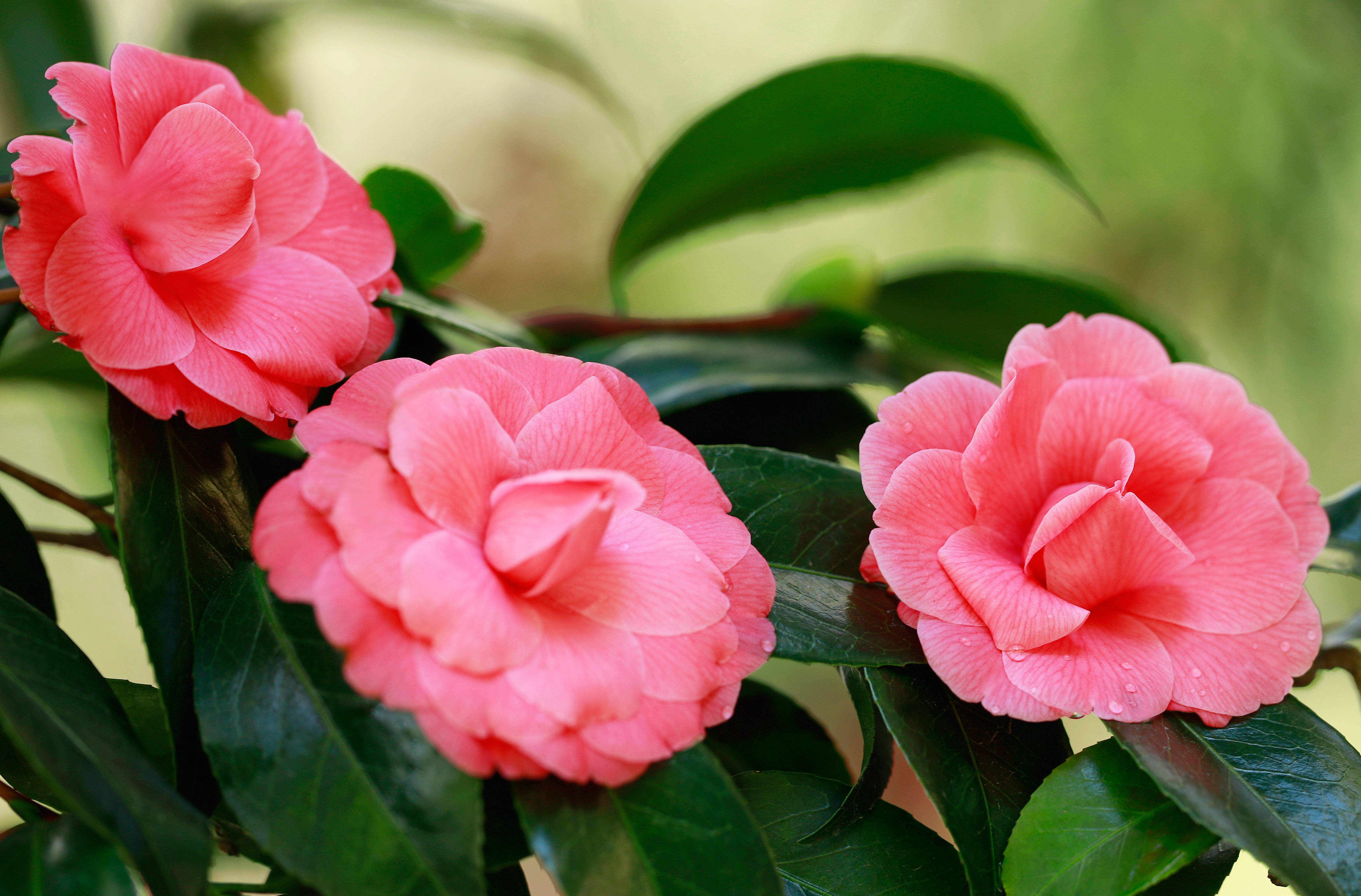 Обои лепестки, розовая, камелия, petals, pink, camellia разрешение 6144x4046 Загрузить