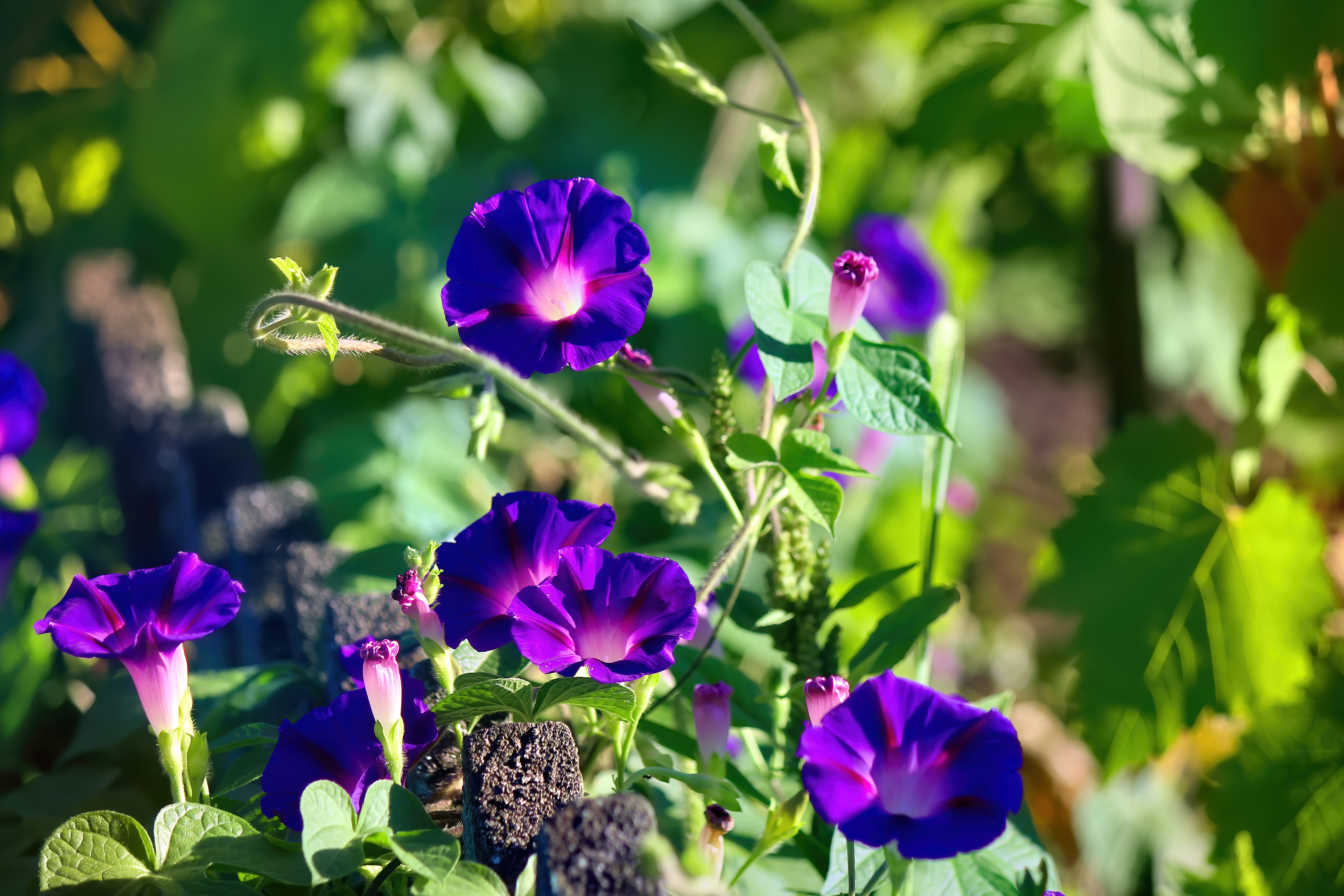 Обои цветы, фиолетовый, вьюнок, ипомея, цветы скачено: 0, flowers, purple, bindweed, morning glory разрешение 5184x3456 Загрузить