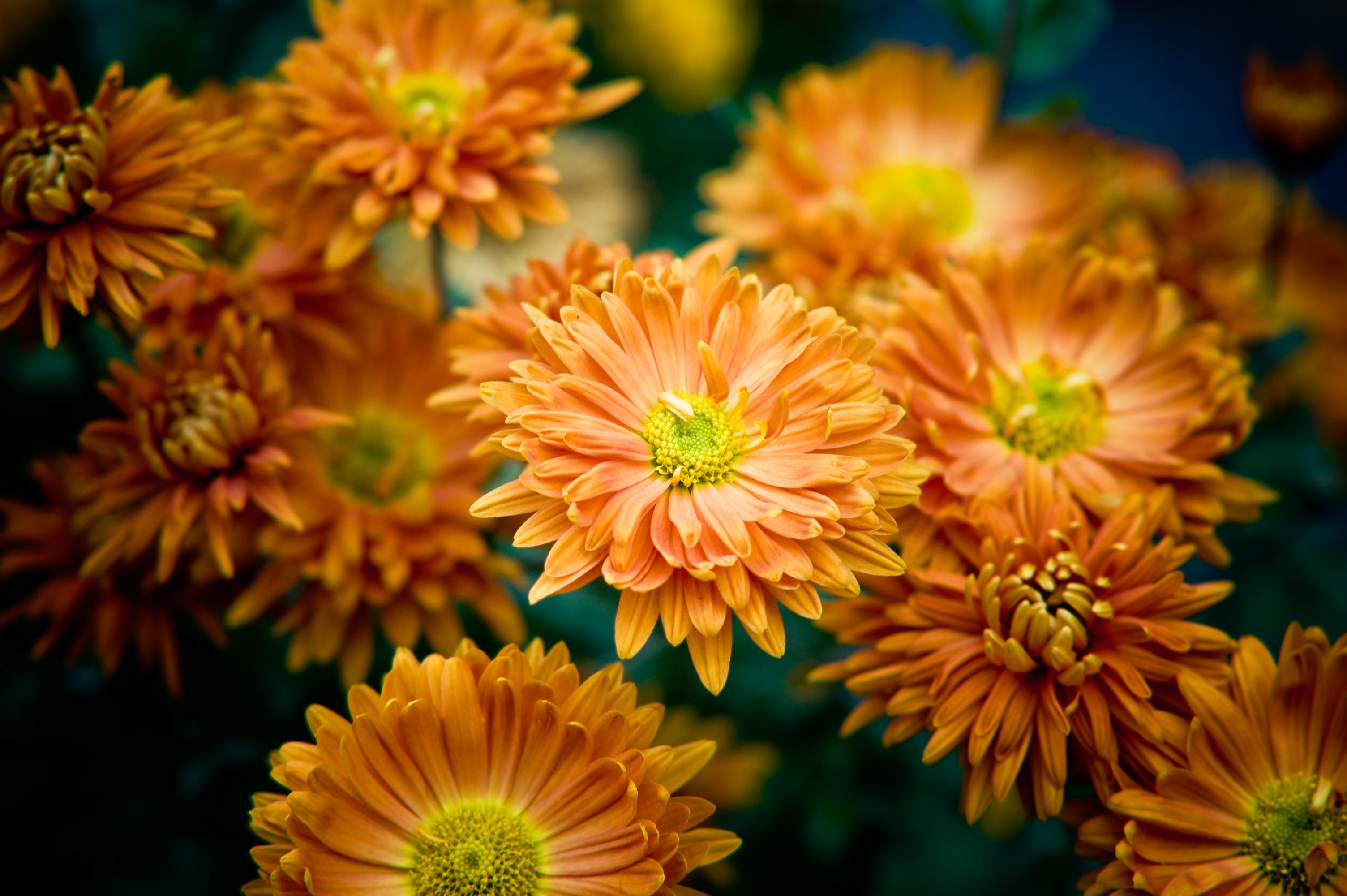 Обои цветы, куст, много, желтые, оранжевые, хризантемы, боке, flowers, bush, a lot, yellow, orange, chrysanthemum, bokeh разрешение 3008x2000 Загрузить