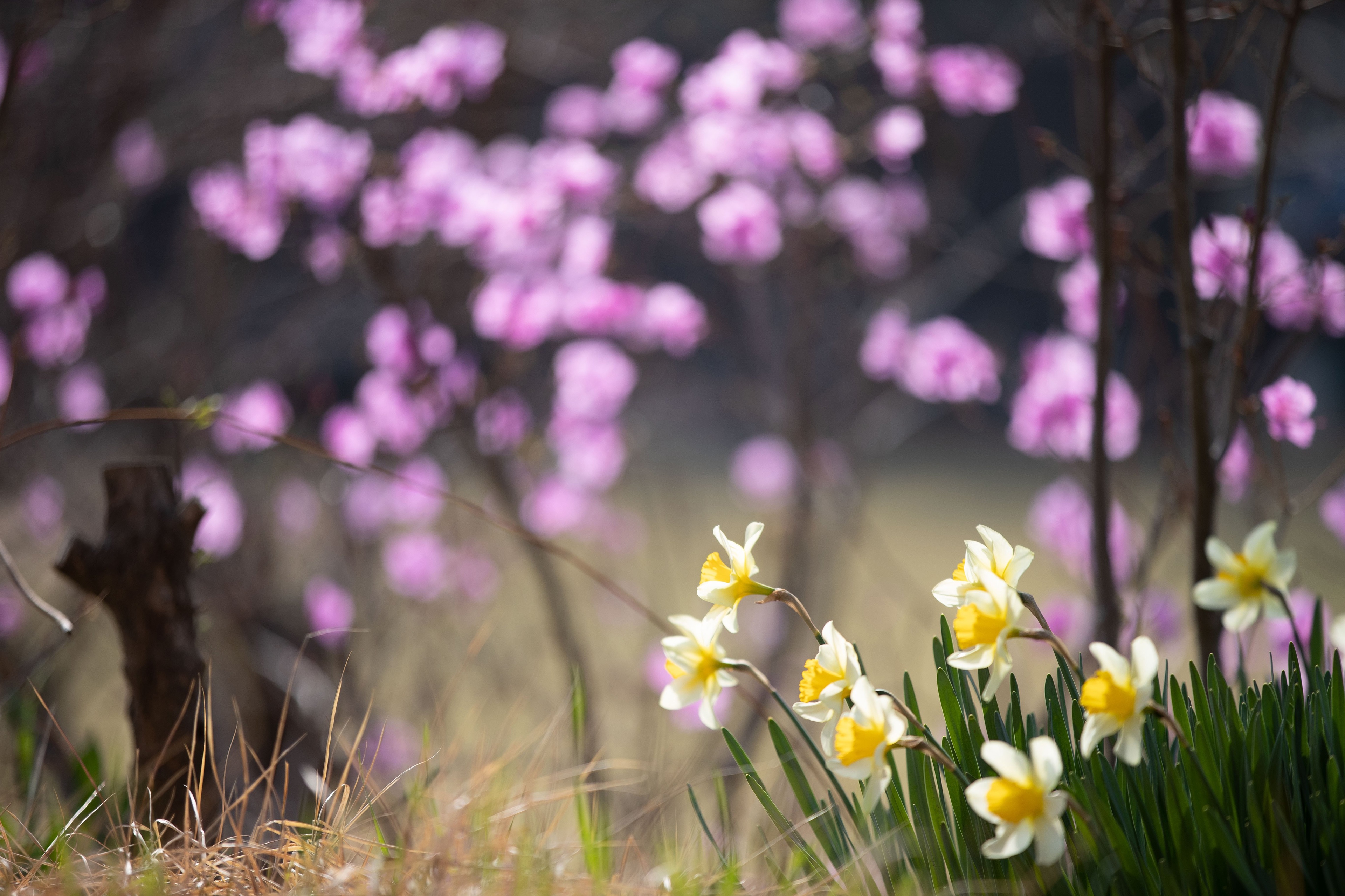 Обои цветы, весна, нарциссы, flowers, spring, daffodils разрешение 3840x2560 Загрузить