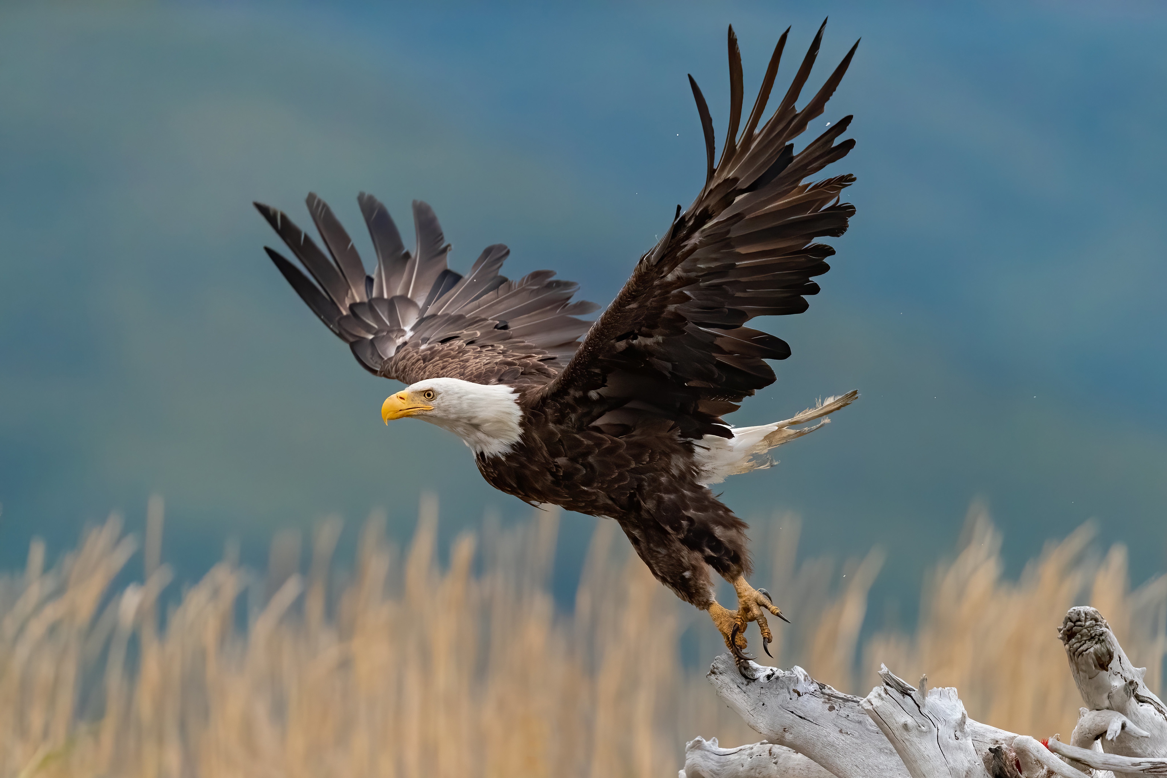 Обои крылья, птица, взлёт, взмах, коряга, боке, белоголовый орлан, wings, bird, the rise, stroke, snag, bokeh, bald eagle разрешение 4096x2731 Загрузить