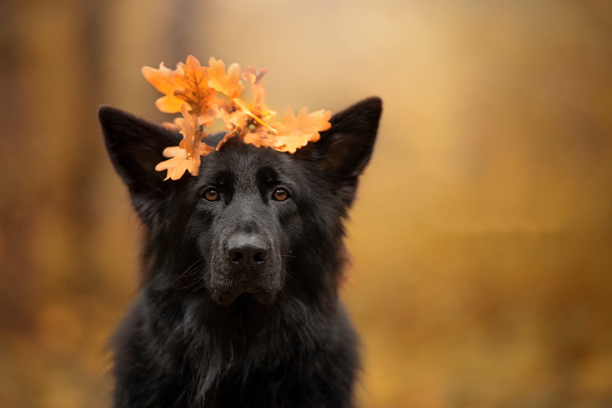 Обои листья, осень, собака, leaves, autumn, dog разрешение 2048x1367 Загрузить