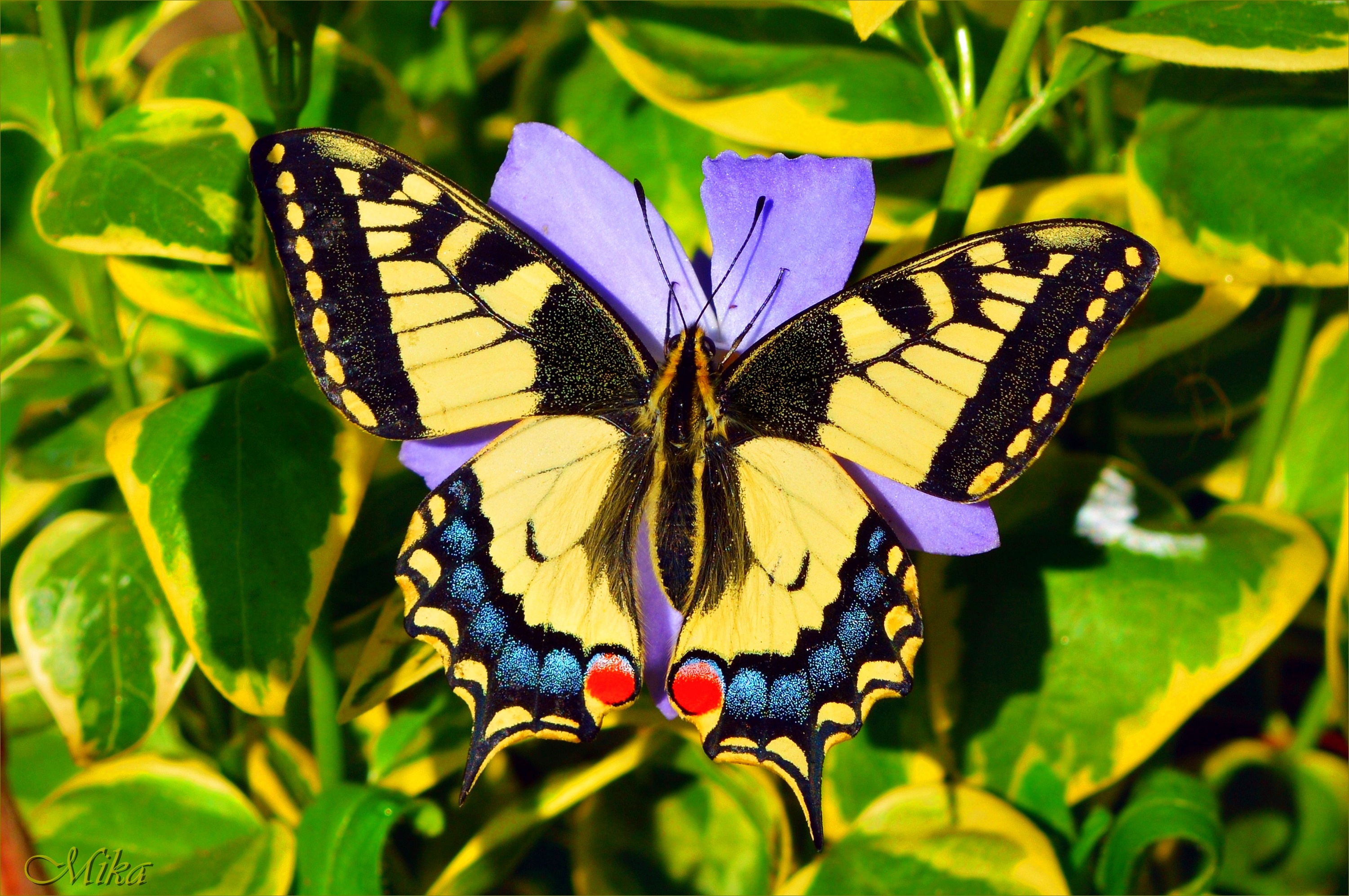 Butterfly. Бабочка Махаон макро. Тропические бабочки. Расцветки бабочек. Яркие тропические бабочки.