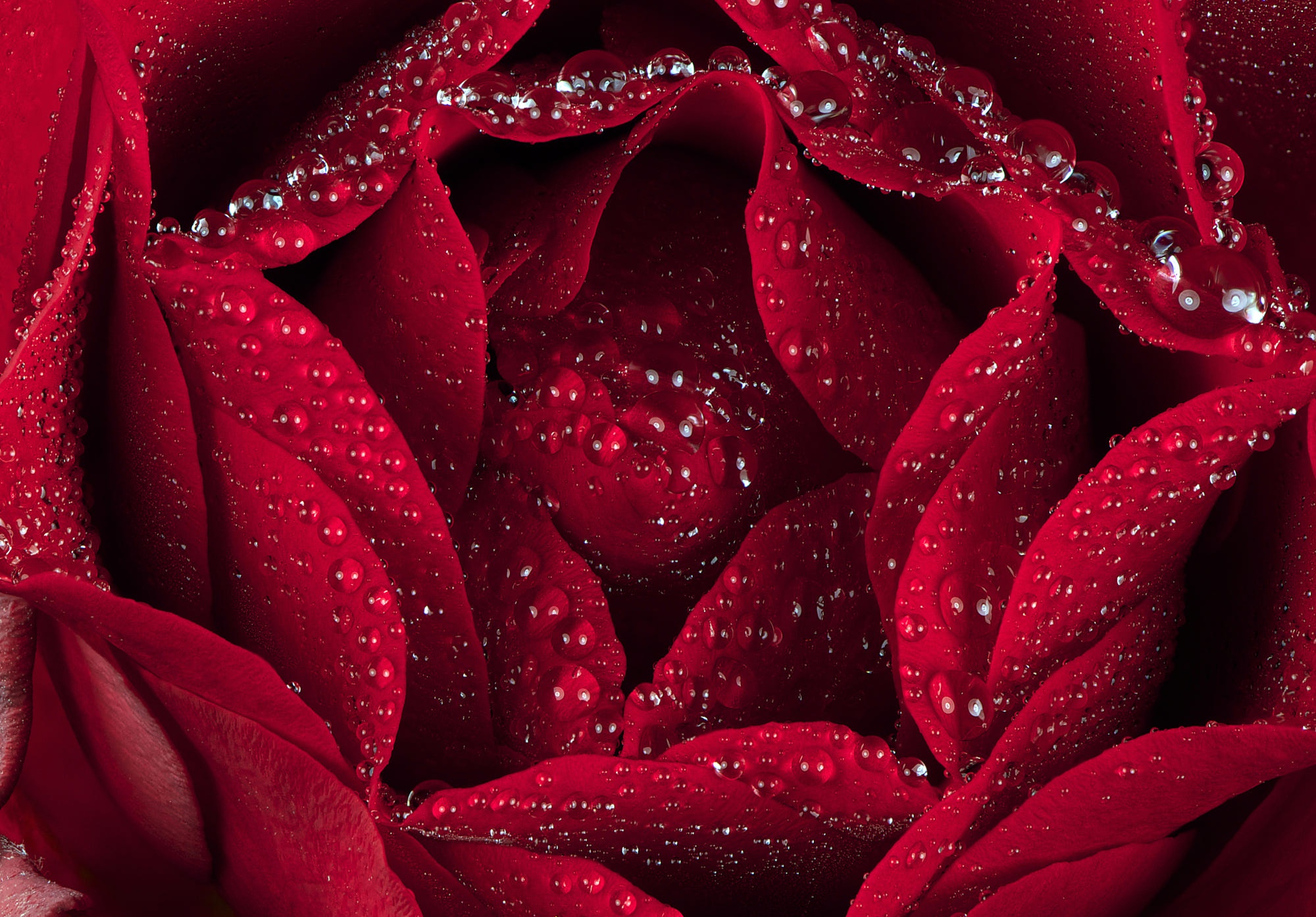 Обои макро, капли, роза, лепестки, macro, drops, rose, petals разрешение 2000x1393 Загрузить