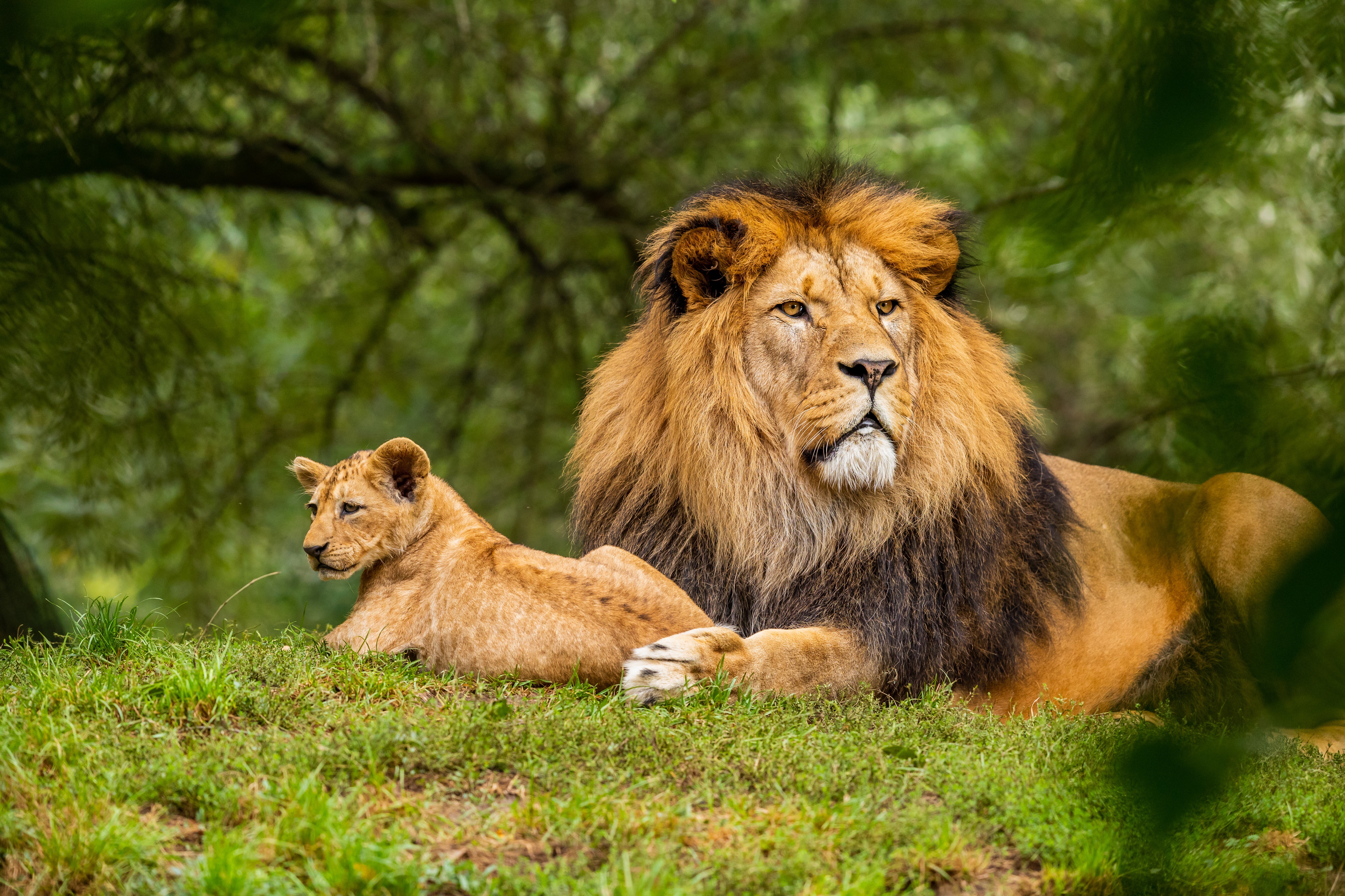 Обои боке, морда, природа, зелень, взгляд, лев, малыш, львёнок, детеныш, bokeh, face, nature, greens, look, leo, baby, lion, cub разрешение 5671x3781 Загрузить