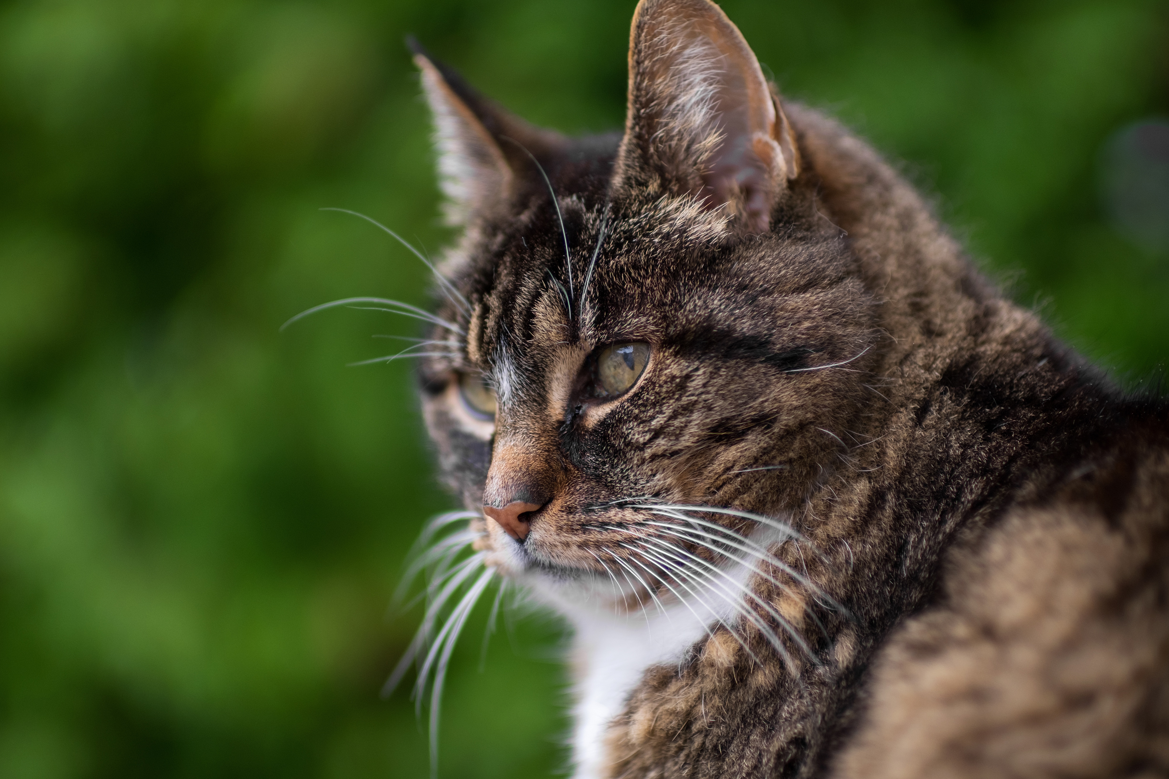 Обои портрет, кот, мордочка, взгляд, профиль, серьезный, portrait, cat, muzzle, look, profile, serious разрешение 4896x3264 Загрузить