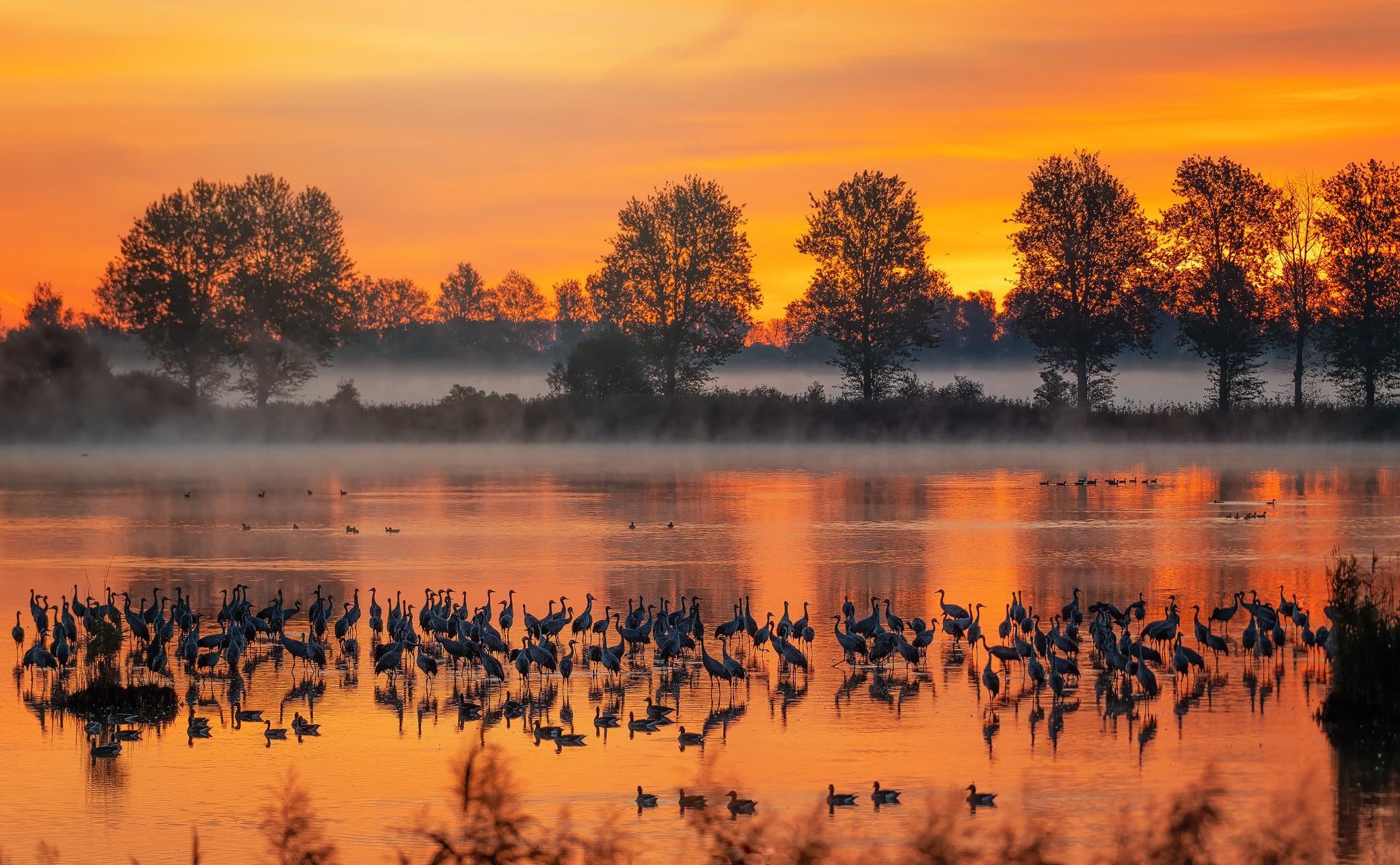 Обои река, туман, осень, птицы, river, fog, autumn, birds разрешение 2048x1265 Загрузить