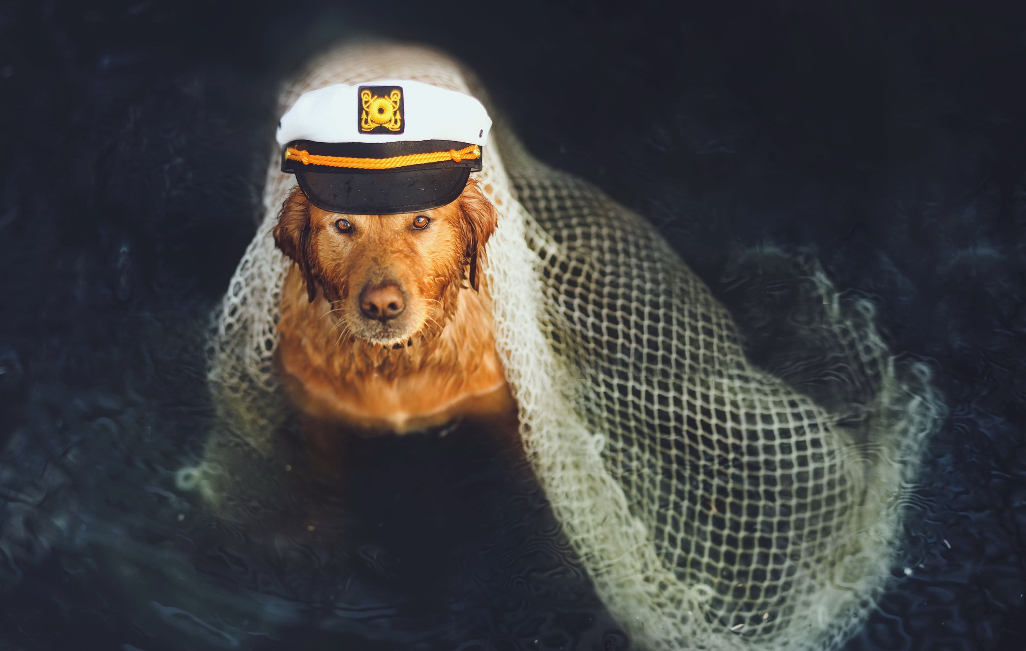 Обои собака, друг, моряк, dog, each, sailor разрешение 2048x1300 Загрузить