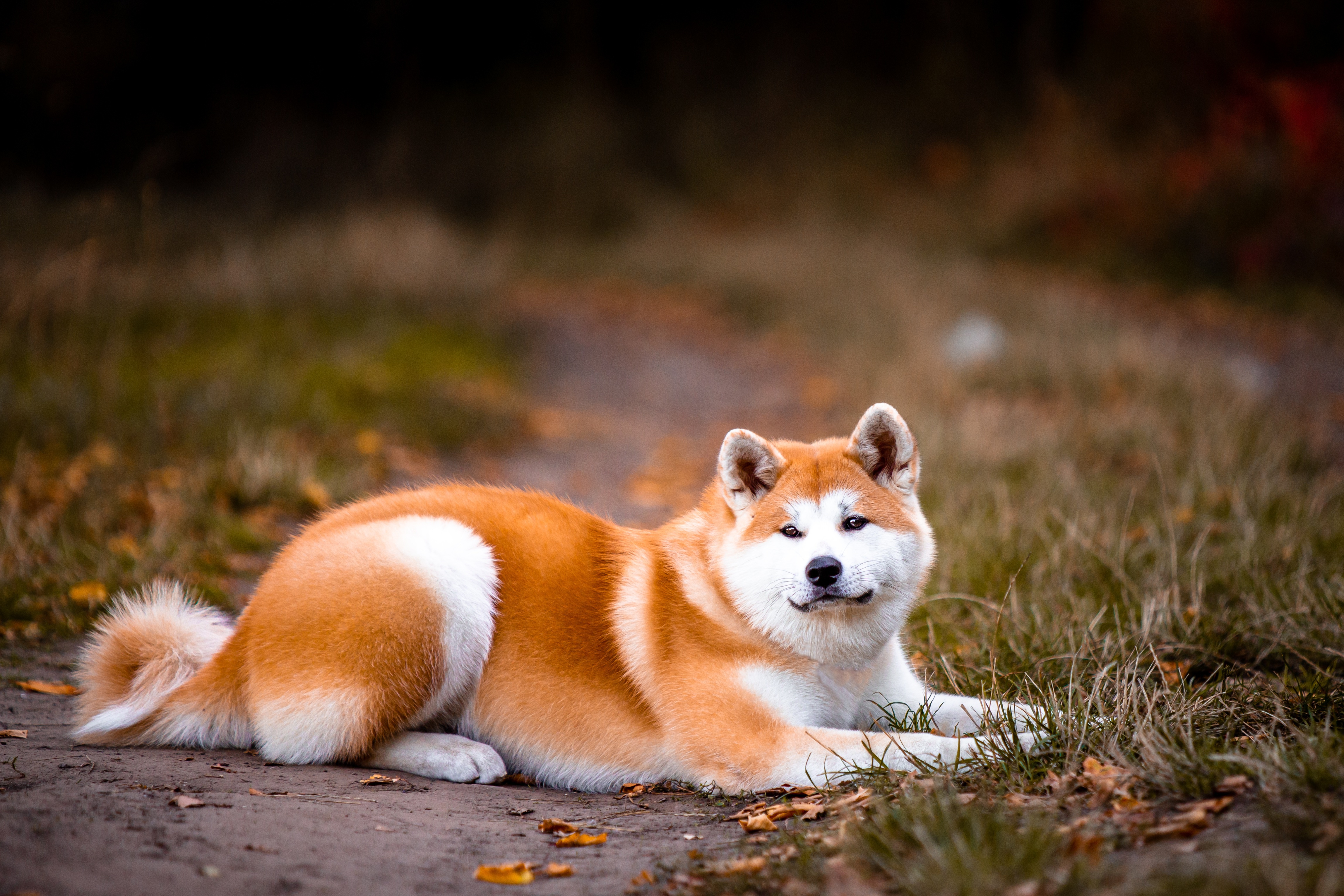 Есть порода хатико. Собака Акита ину. Японская порода собак Акита-ину. Японская лайка Акита ину. Японская собака Акита.