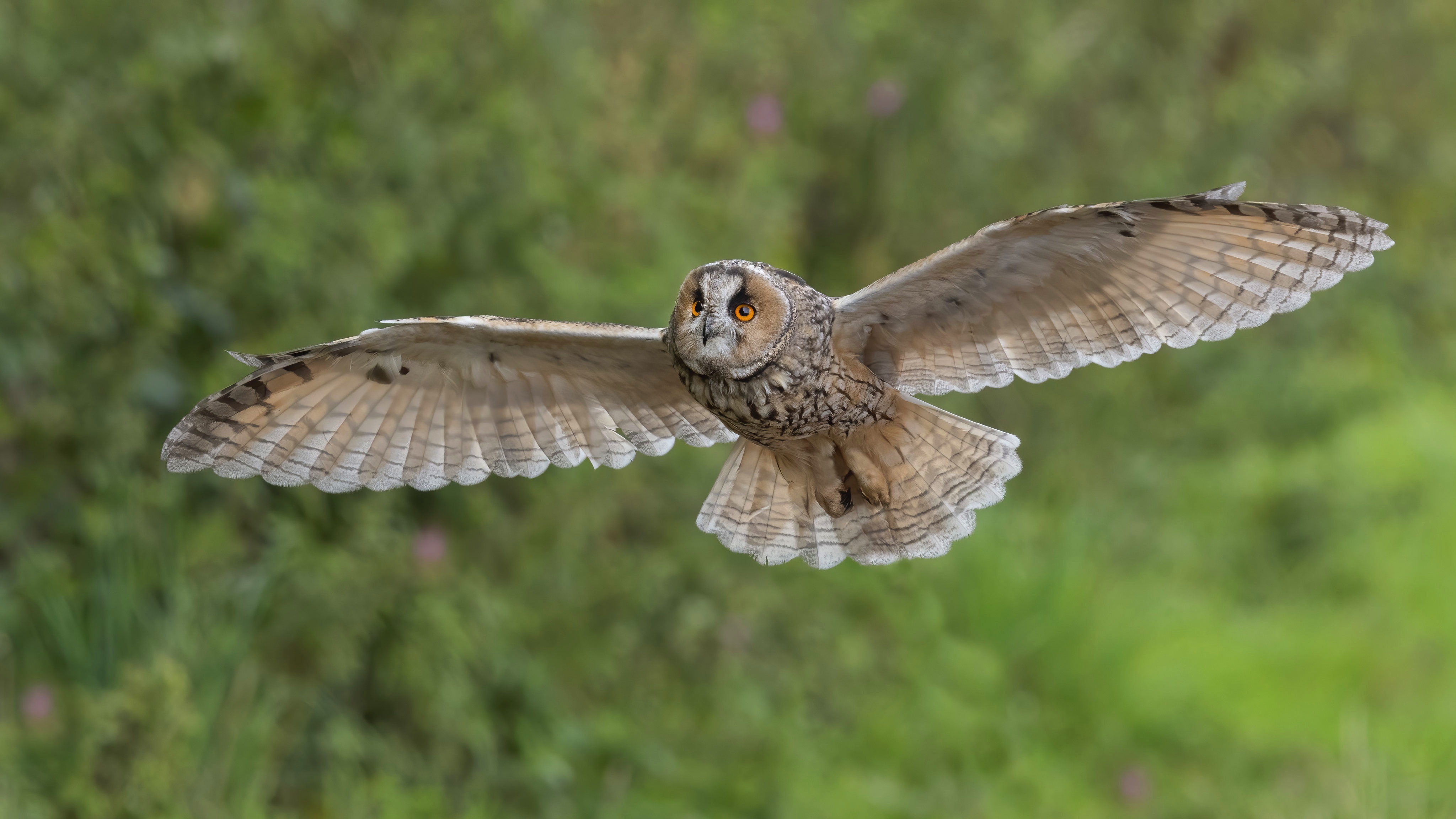 Обои сова, природа, полет, птица, размах крыльев, owl, nature, flight, bird, wingspan разрешение 4096x2304 Загрузить