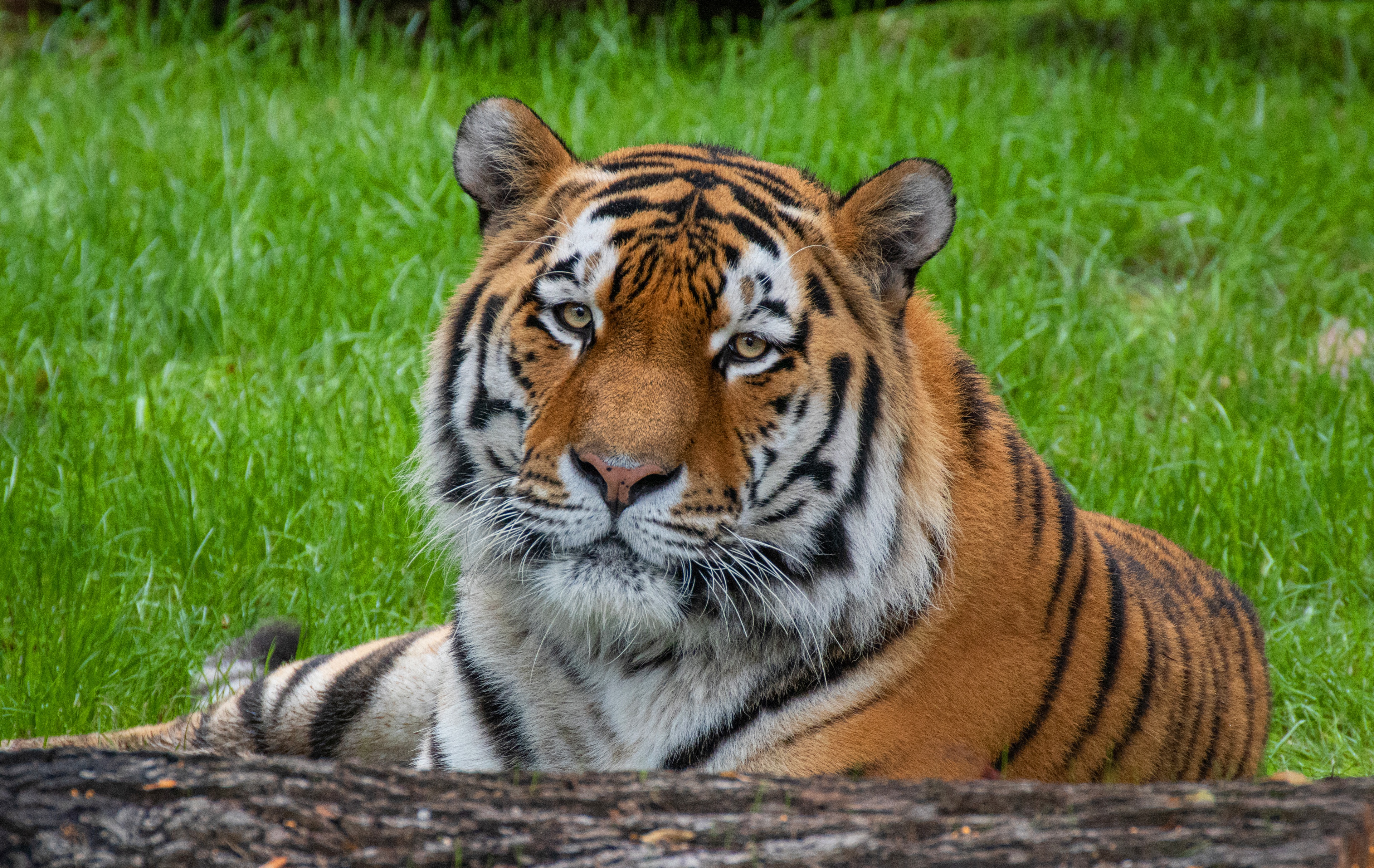 Обои тигр, морда, трава, портрет, взгляд, бревно, tiger, face, grass, portrait, look, log разрешение 3840x2427 Загрузить
