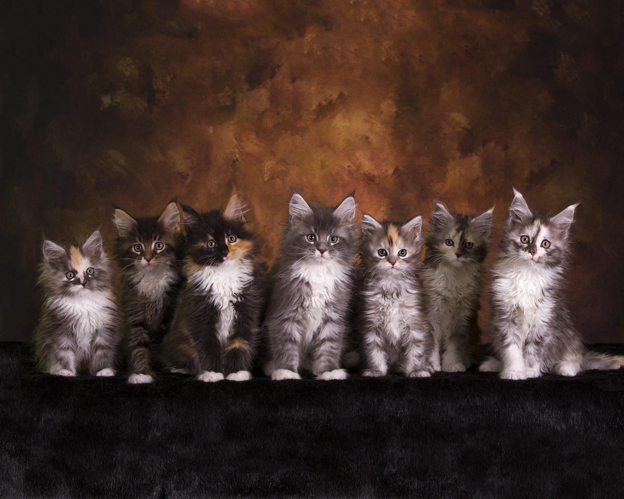 Обои взгляд, котенок, кошки, малыши, котята, друзья, мордочки, мейн-кун, look, kitty, cats, kids, kittens, friends, faces, maine coon разрешение 2000x1600 Загрузить