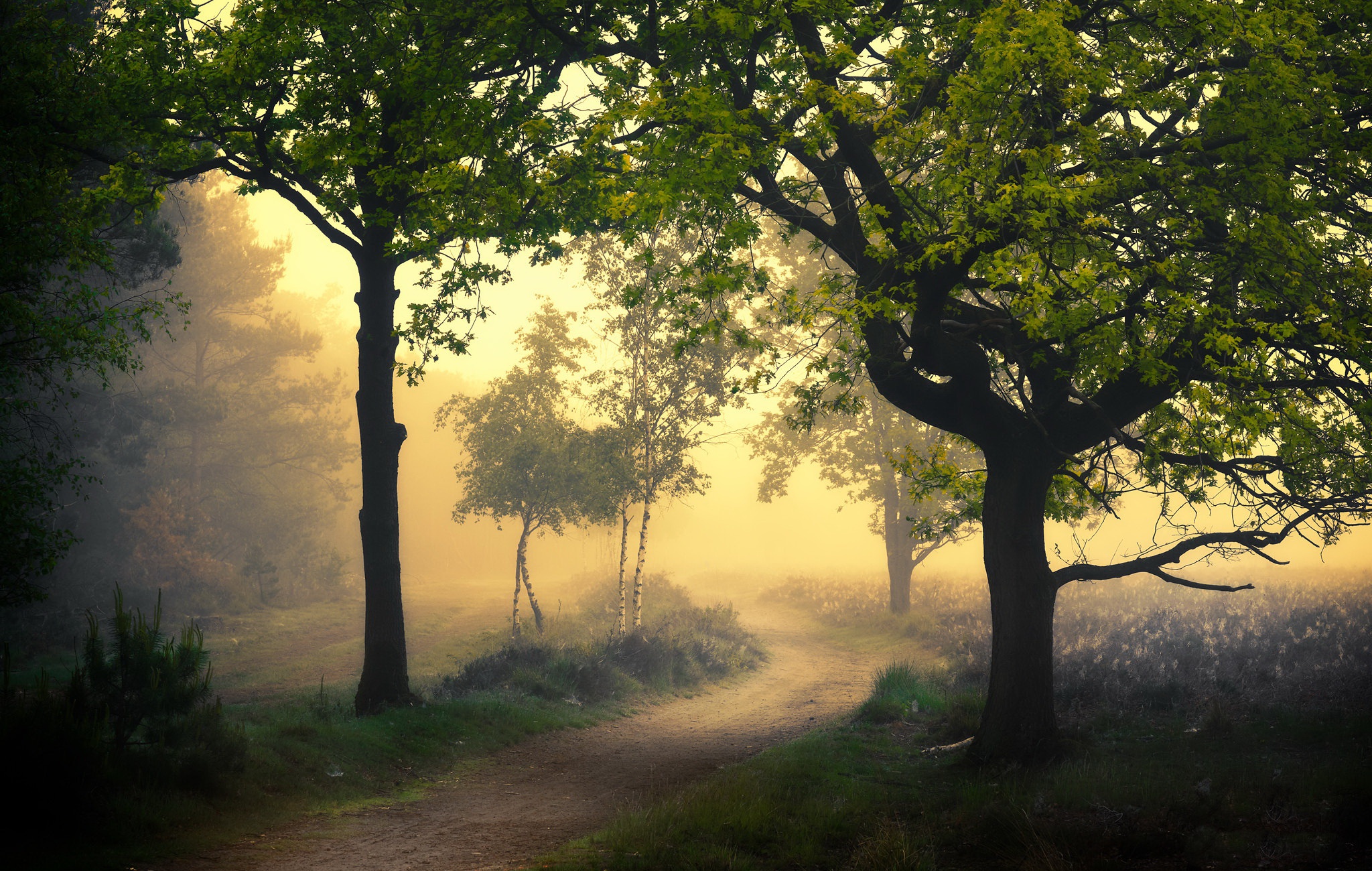 Обои дорога, природа, туман, road, nature, fog разрешение 2048x1300 Загрузить