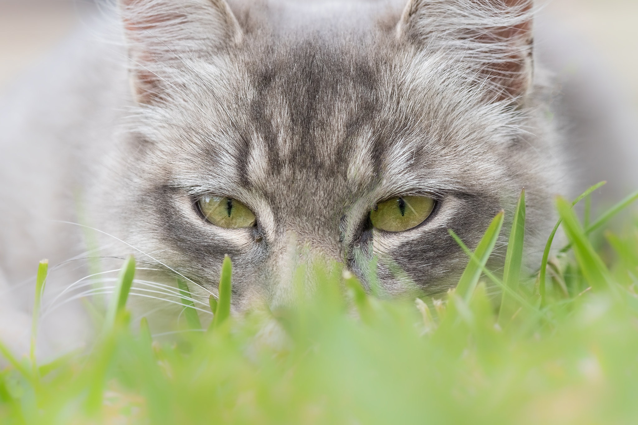 Обои глаза, трава, мордочка, кошка, взгляд, eyes, grass, muzzle, cat, look разрешение 2048x1365 Загрузить