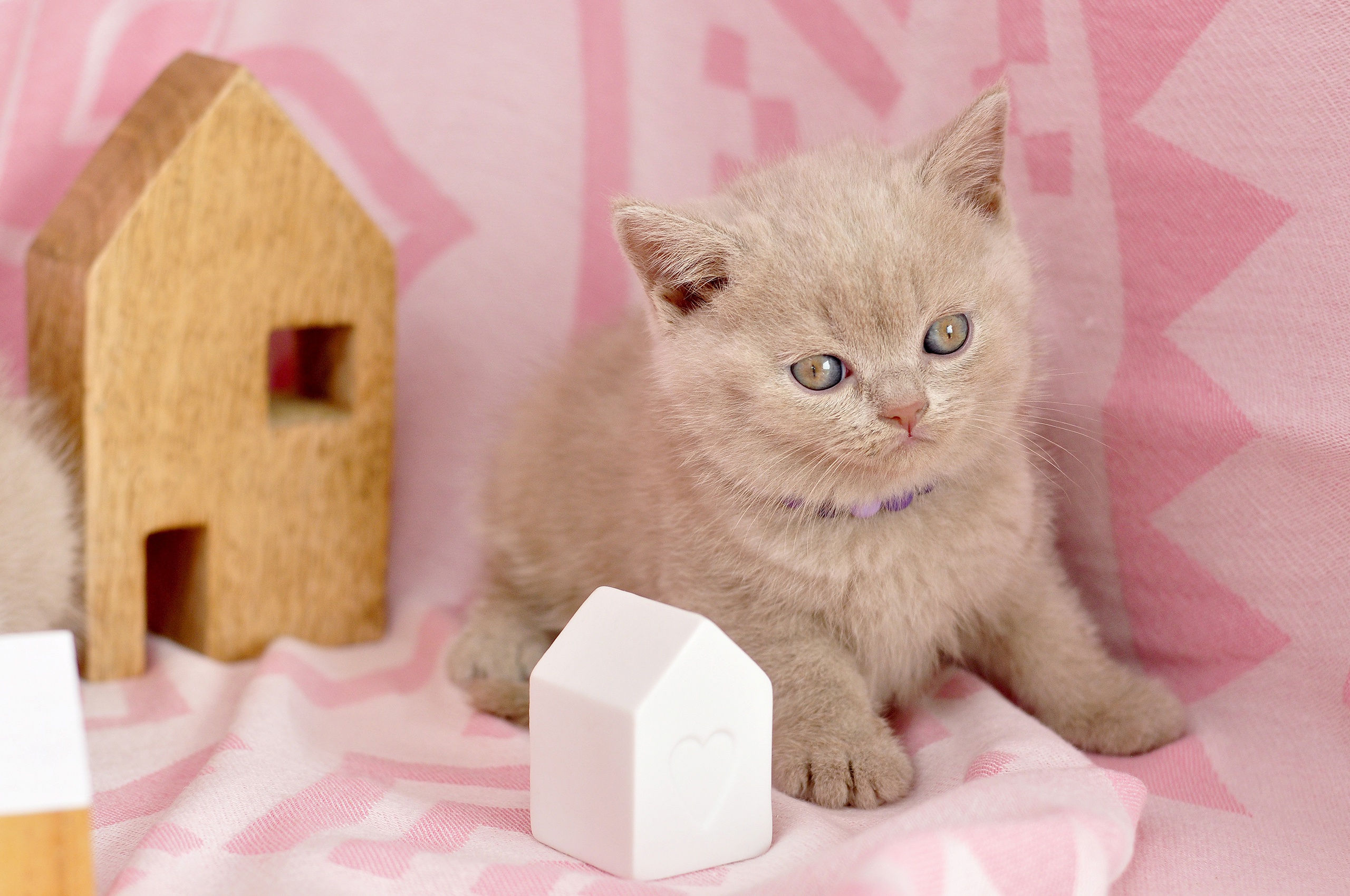 Обои кошка, котенок, ткань, домик, бусы, британский, розовый фон, cat, kitty, fabric, house, beads, british, pink background разрешение 2560x1700 Загрузить