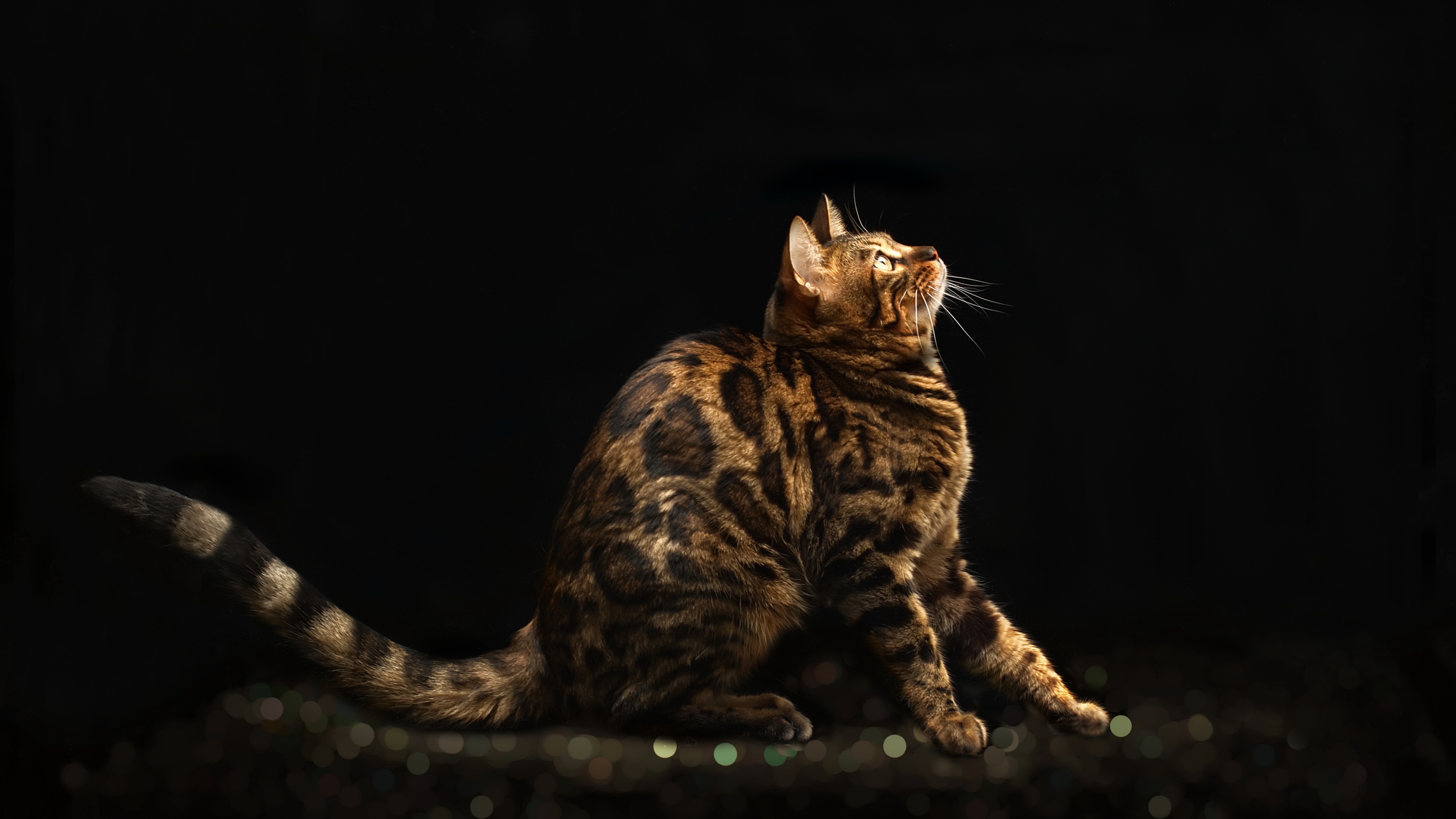 Обои мордочка, кошка, взгляд, профиль, черный фон, бенгальская кошка, muzzle, cat, look, profile, black background, bengal cat разрешение 3840x2160 Загрузить