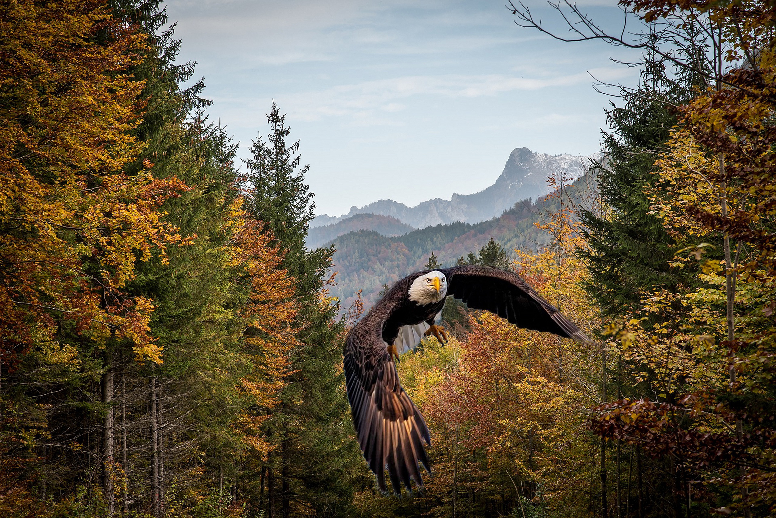 Обои лес, полет, осень, рендеринг, птица, белоголовый орлан, forest, flight, autumn, rendering, bird, bald eagle разрешение 2560x1709 Загрузить