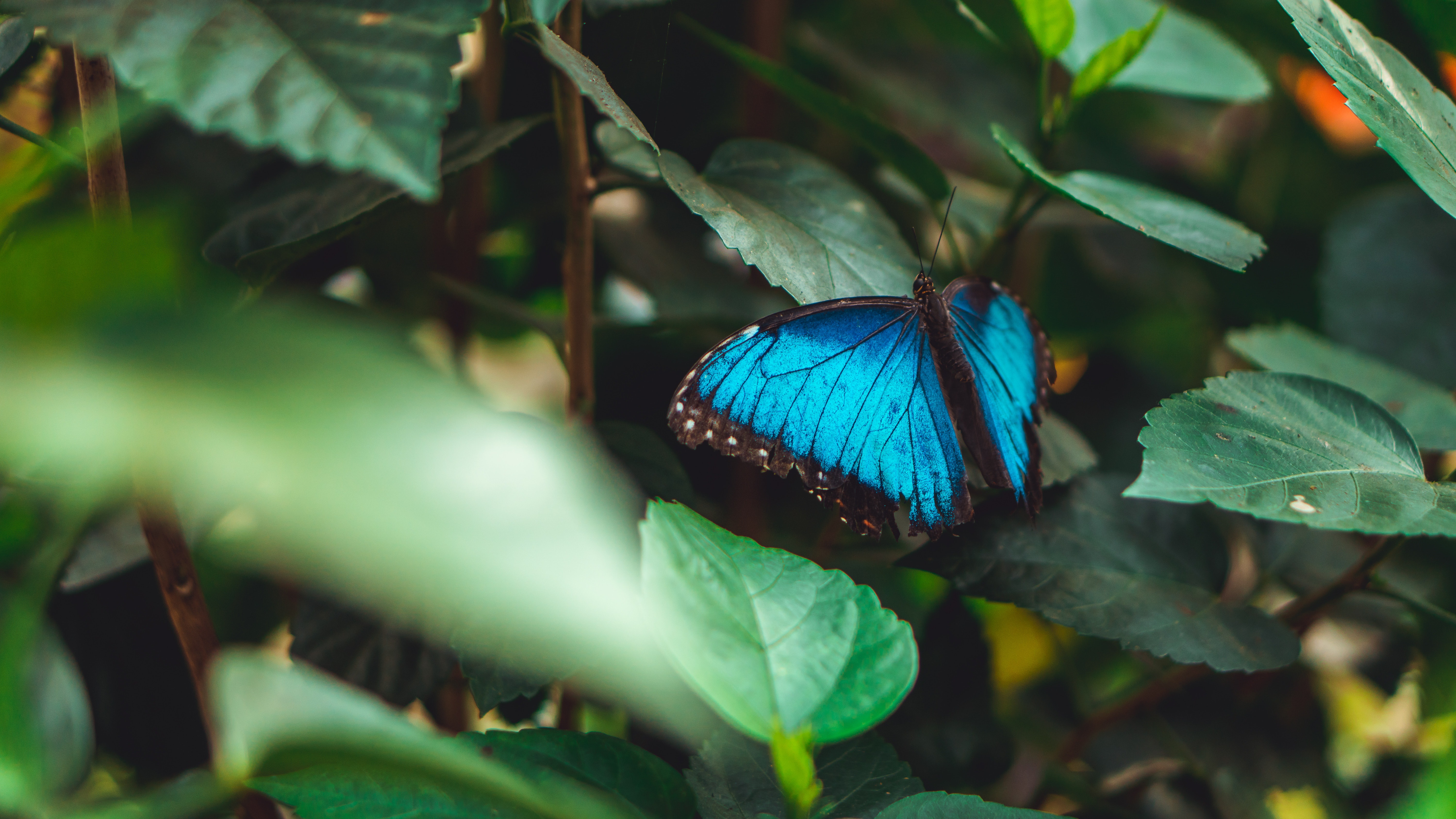 Обои листья, насекомое, бабочка, крылья, темный фон, голубая, морфо, leaves, insect, butterfly, wings, the dark background, blue, morpho разрешение 6000x3376 Загрузить