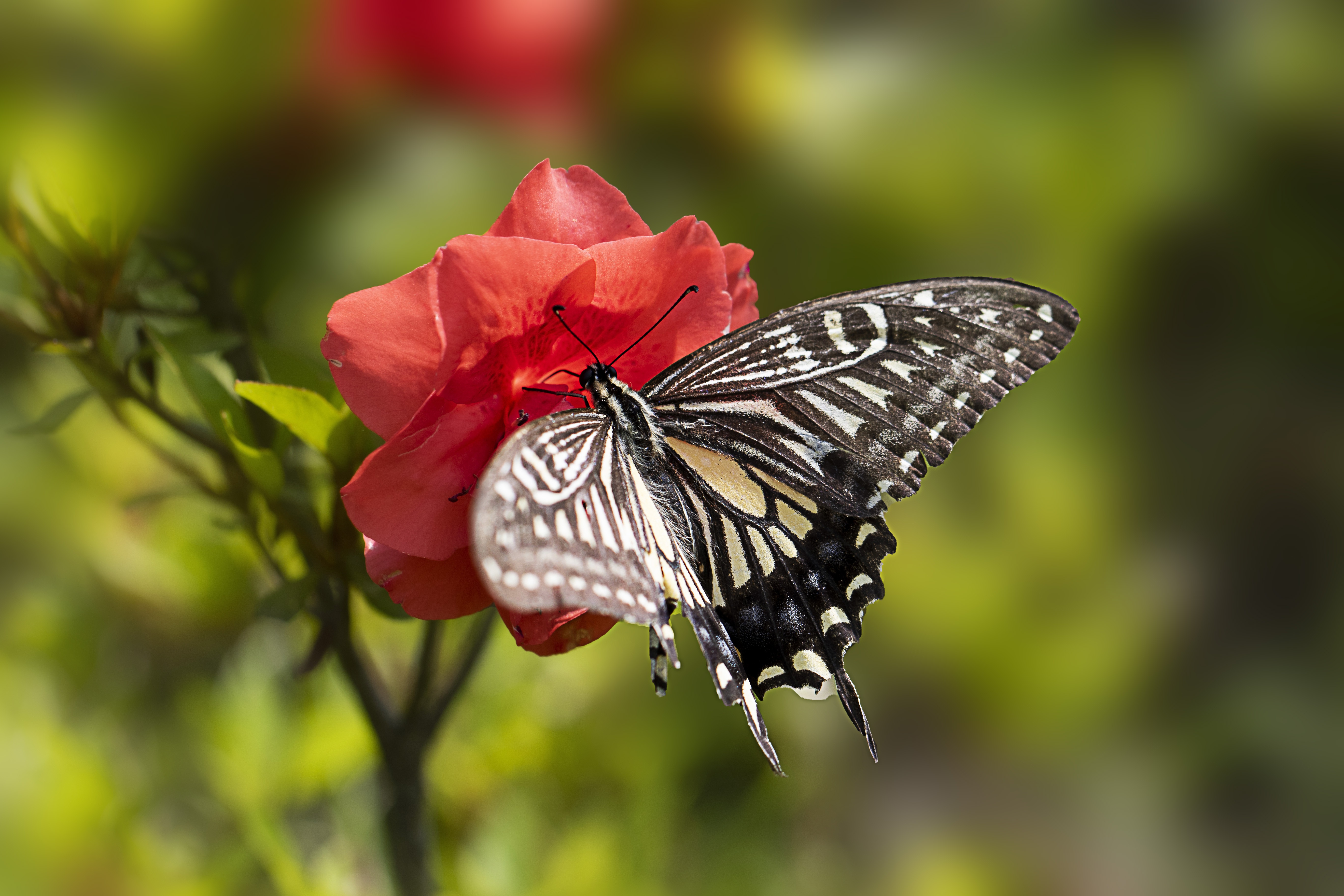 Обои макро, цветок, лето, бабочка, macro, flower, summer, butterfly разрешение 5472x3648 Загрузить
