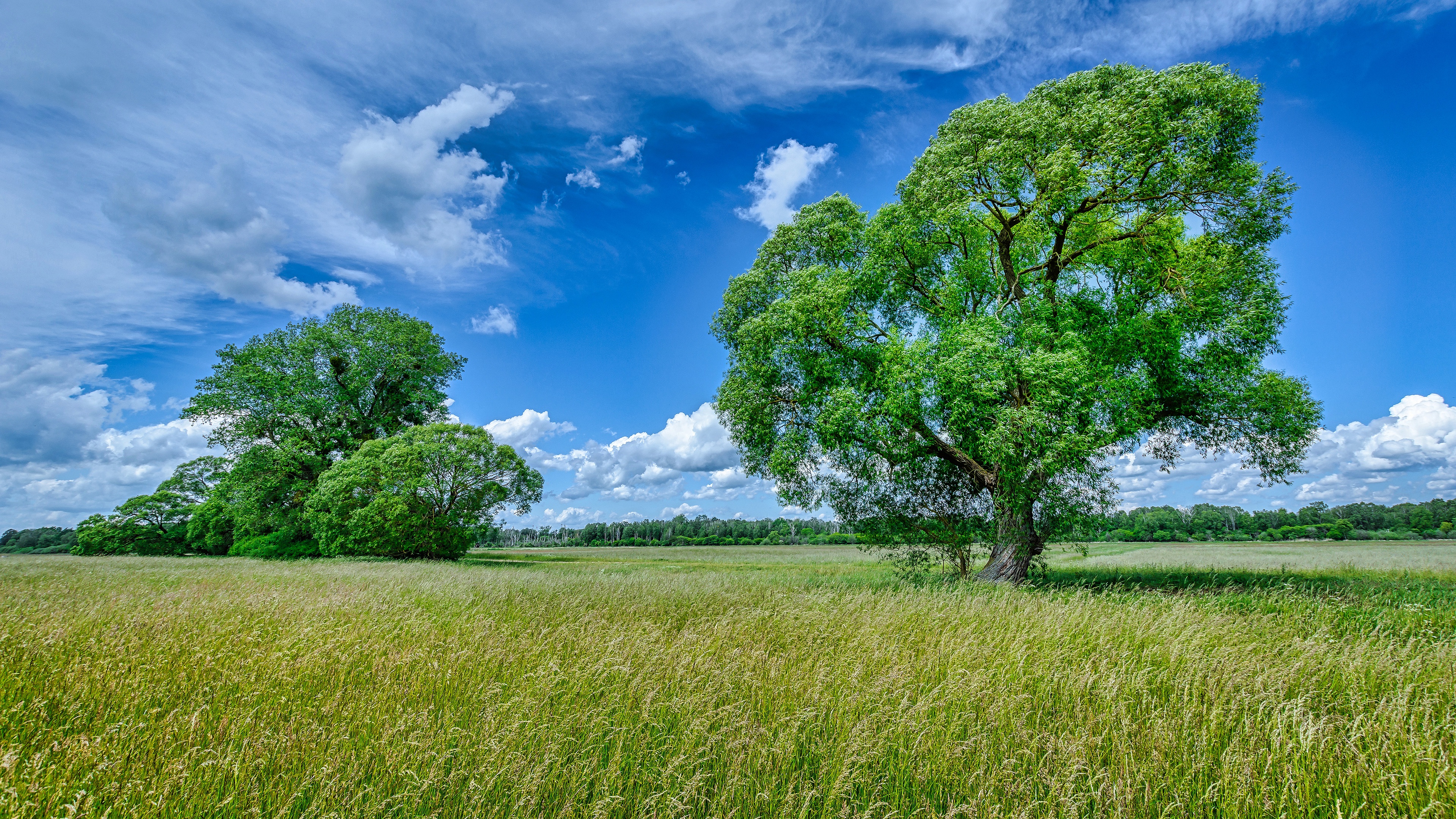 Trees 4 trees. Небо и деревья. Небо деревья лето. Трава деревья. Природа зелень.