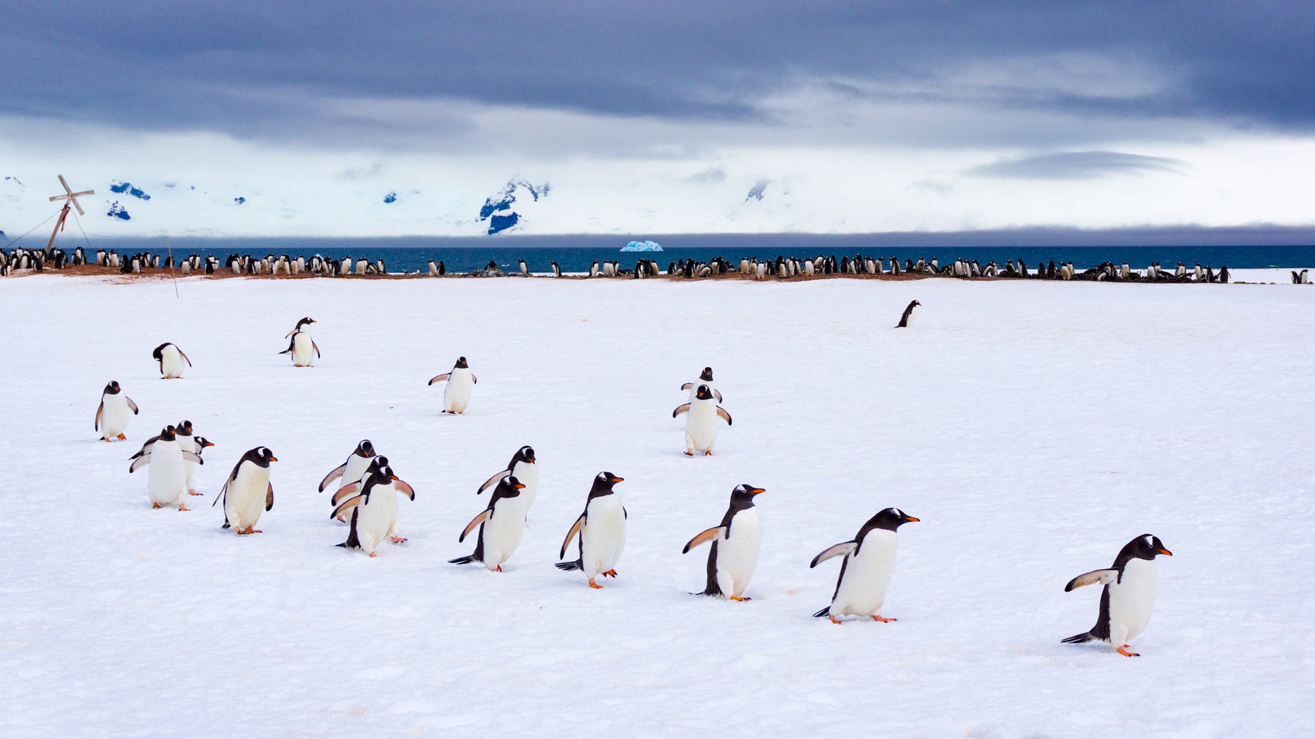Обои снег, птицы, пингвин, антарктида, пингвины, крылышки, snow, birds, penguin, antarctica, penguins, wings разрешение 1920x1080 Загрузить