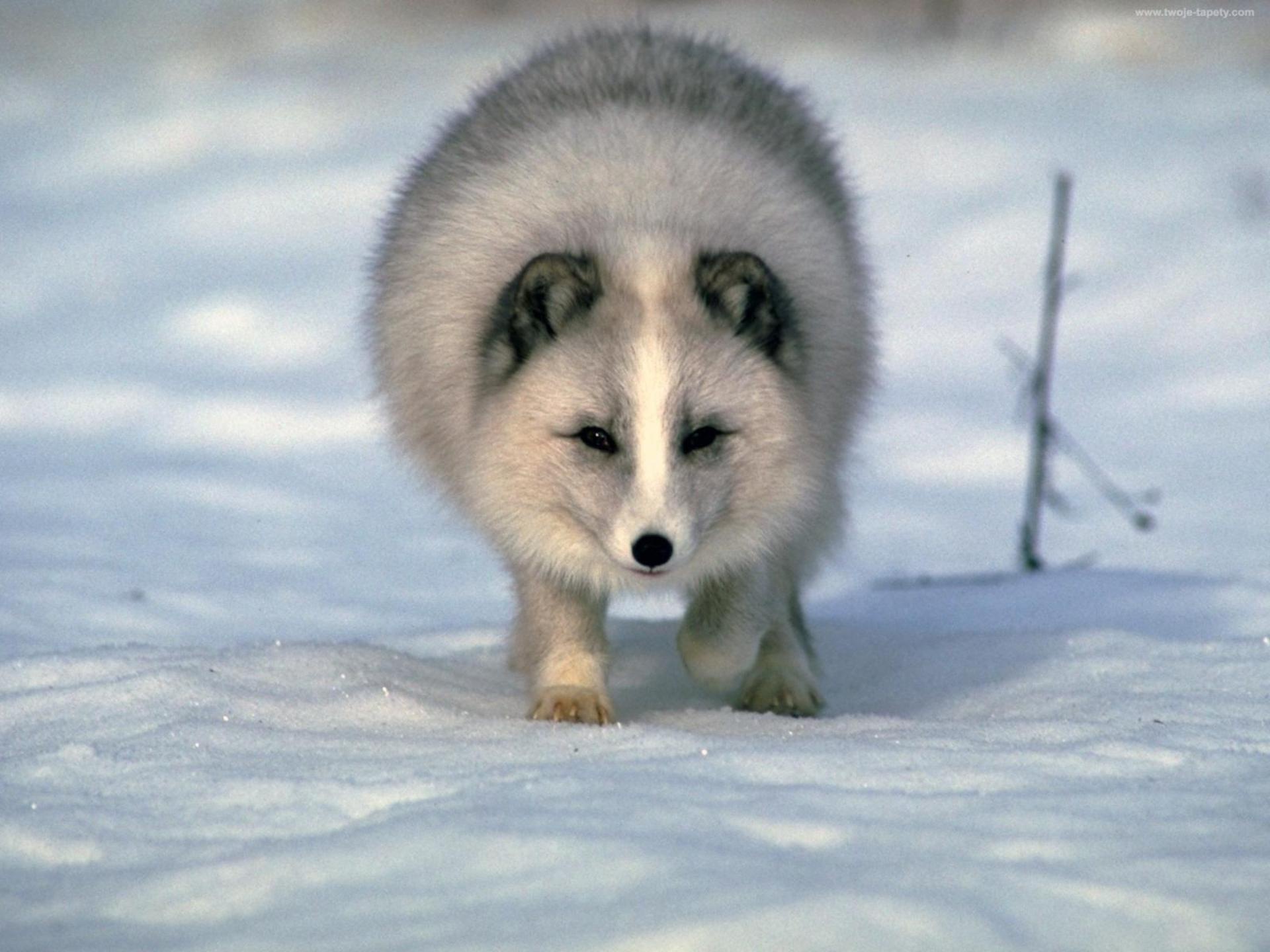 Обои снег, зима, песец, полярная лисица, арктическая лиса, snow, winter, fox, polar fox, arctic fox разрешение 1920x1440 Загрузить