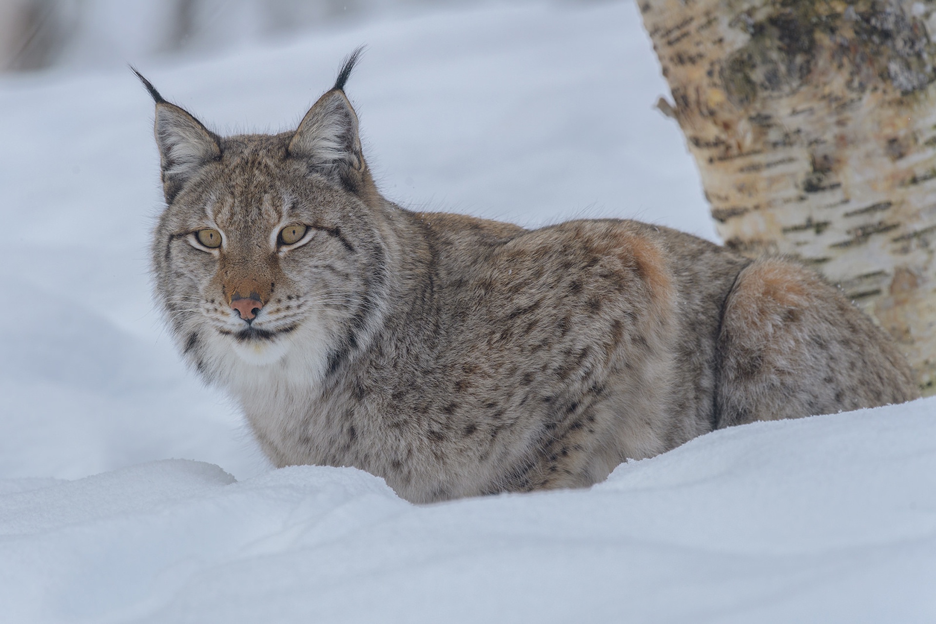 Обои снег, зима, рысь, взгляд, дикая кошка, snow, winter, lynx, look, wild cat разрешение 1920x1280 Загрузить