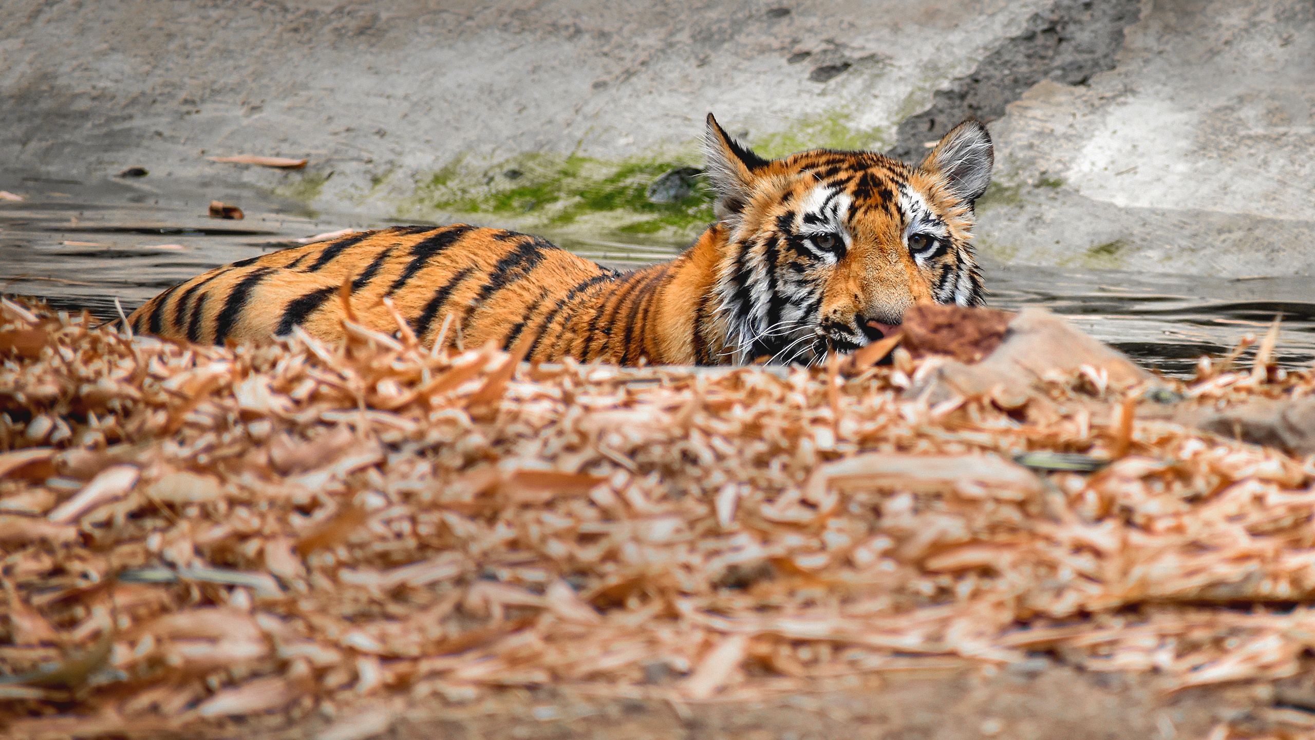 Обои тигр, водоем, купание, tiger, pond, bathing разрешение 2560x1440 Загрузить