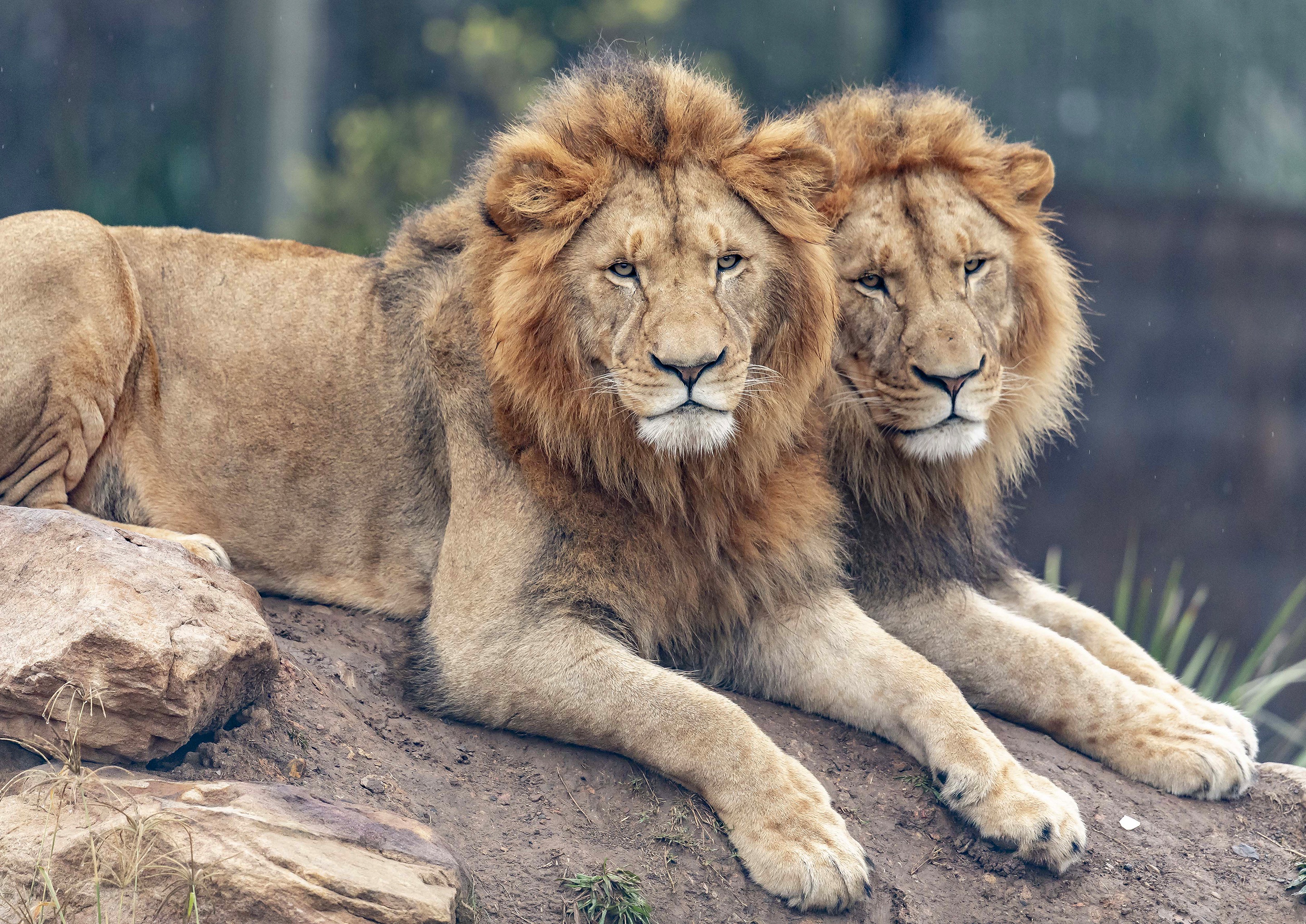 Обои взгляд, пара, львы, лев, два, лежат, морды, look, pair, lions, leo, two, lie, muzzle разрешение 2880x2039 Загрузить