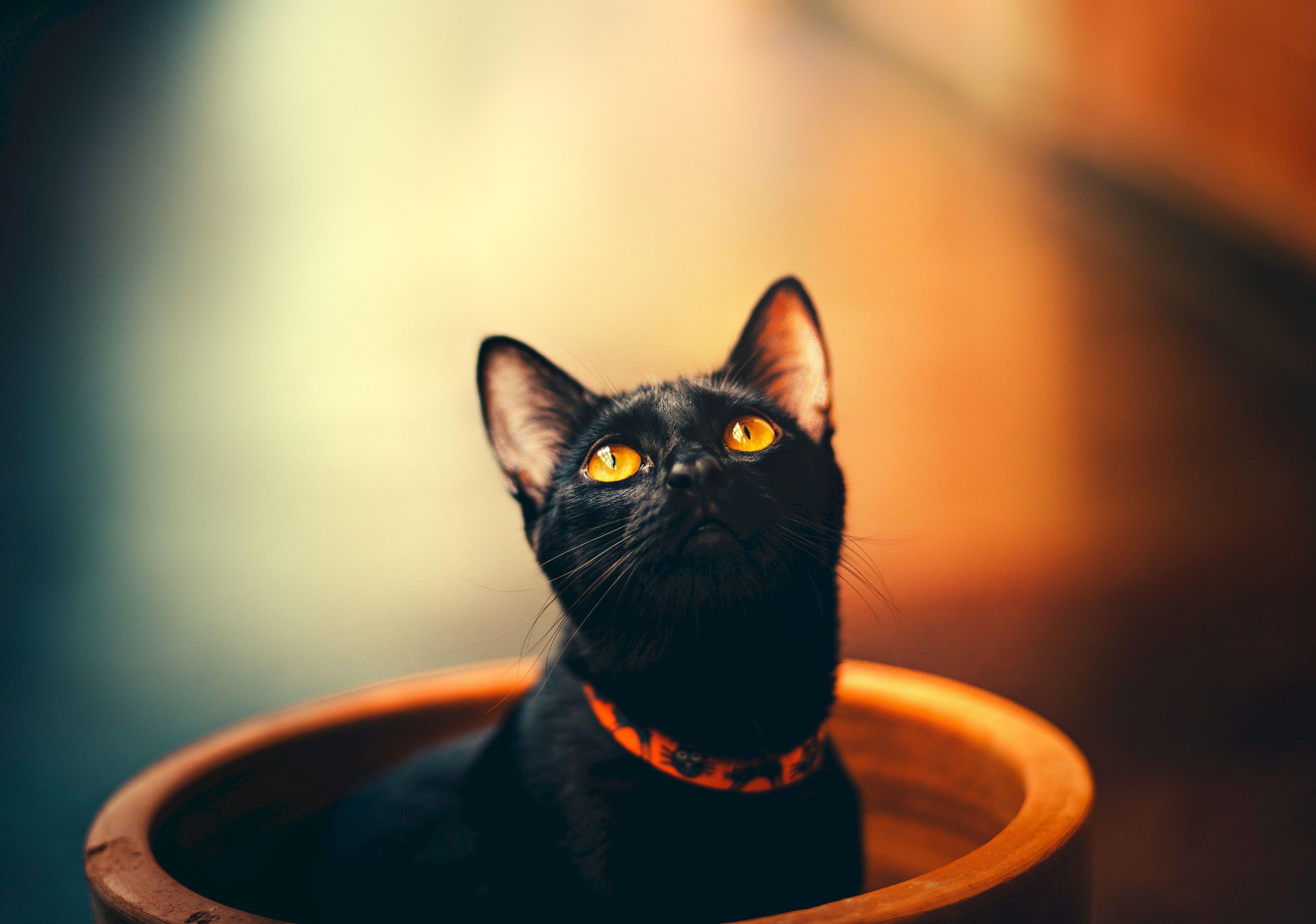 Обои кот, кошка, взгляд, черный, ошейник, оранжевые глаза, cat, look, black, collar, orange eyes разрешение 5198x3648 Загрузить