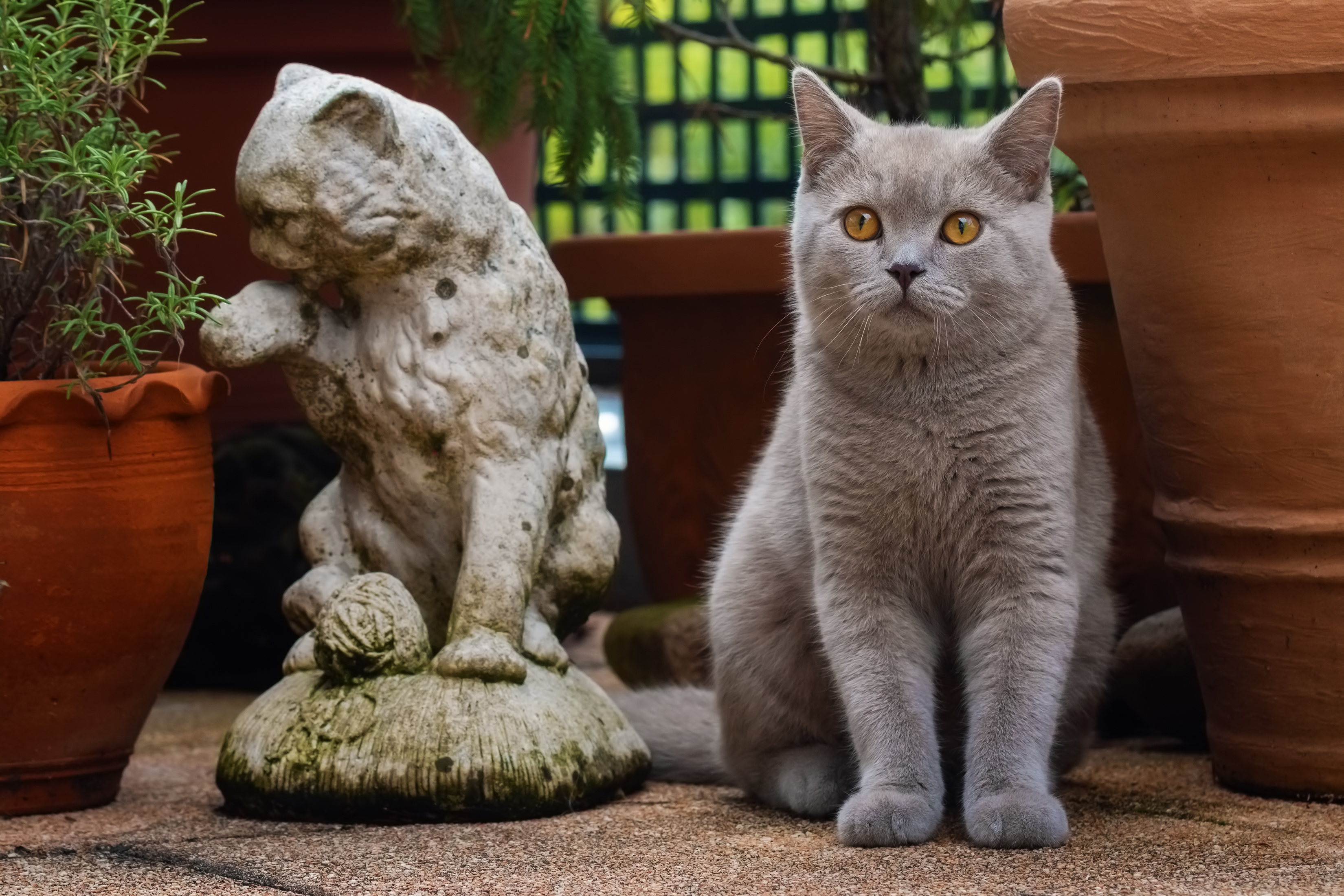 Обои кот, кошка, взгляд, серый, статуэтка, британская короткошерстная, cat, look, grey, figurine, british shorthair разрешение 3300x2200 Загрузить