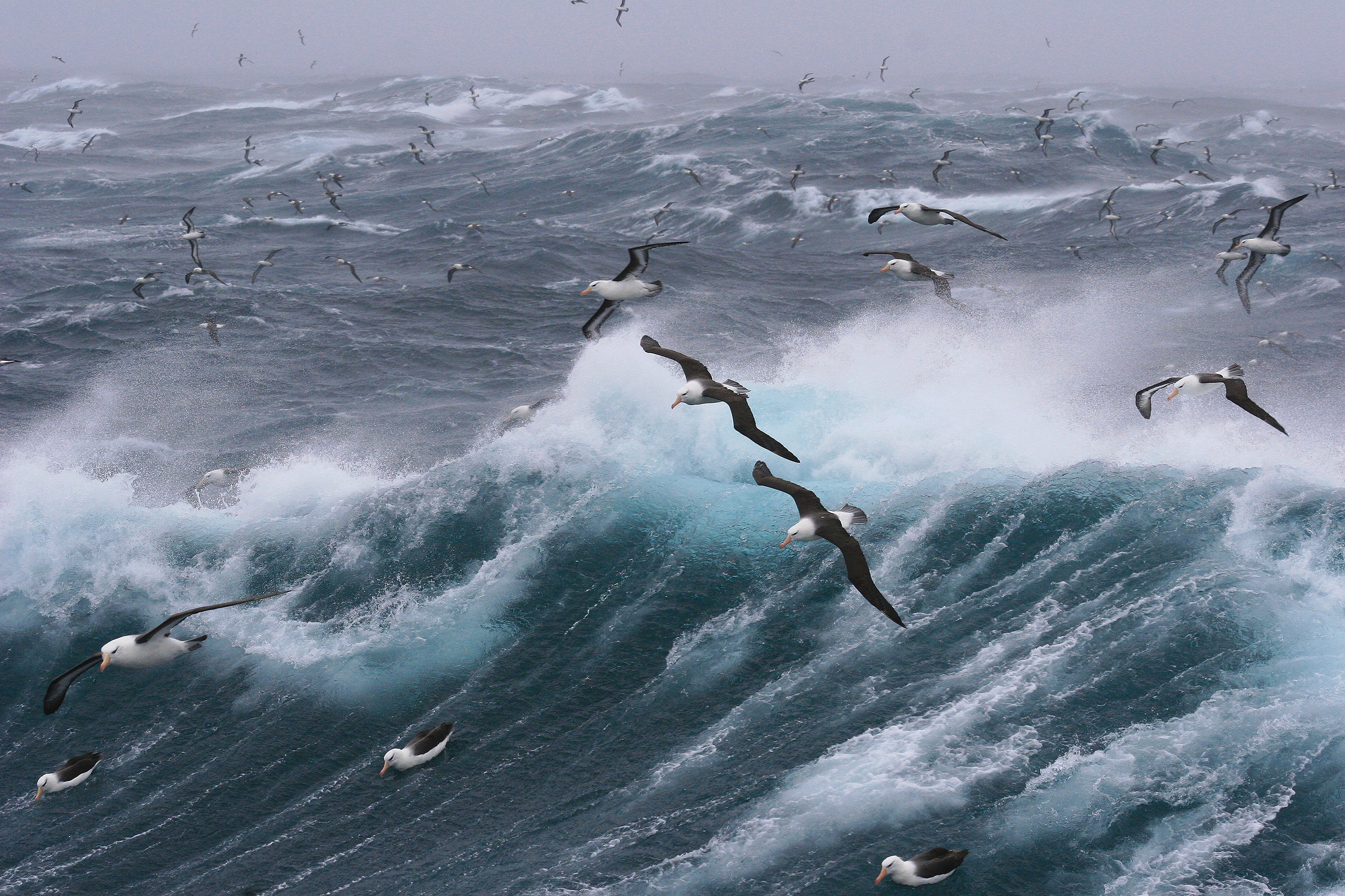 Обои волны, море, полет, птицы, чайки, шторм, wave, sea, flight, birds, seagulls, storm разрешение 2880x1920 Загрузить