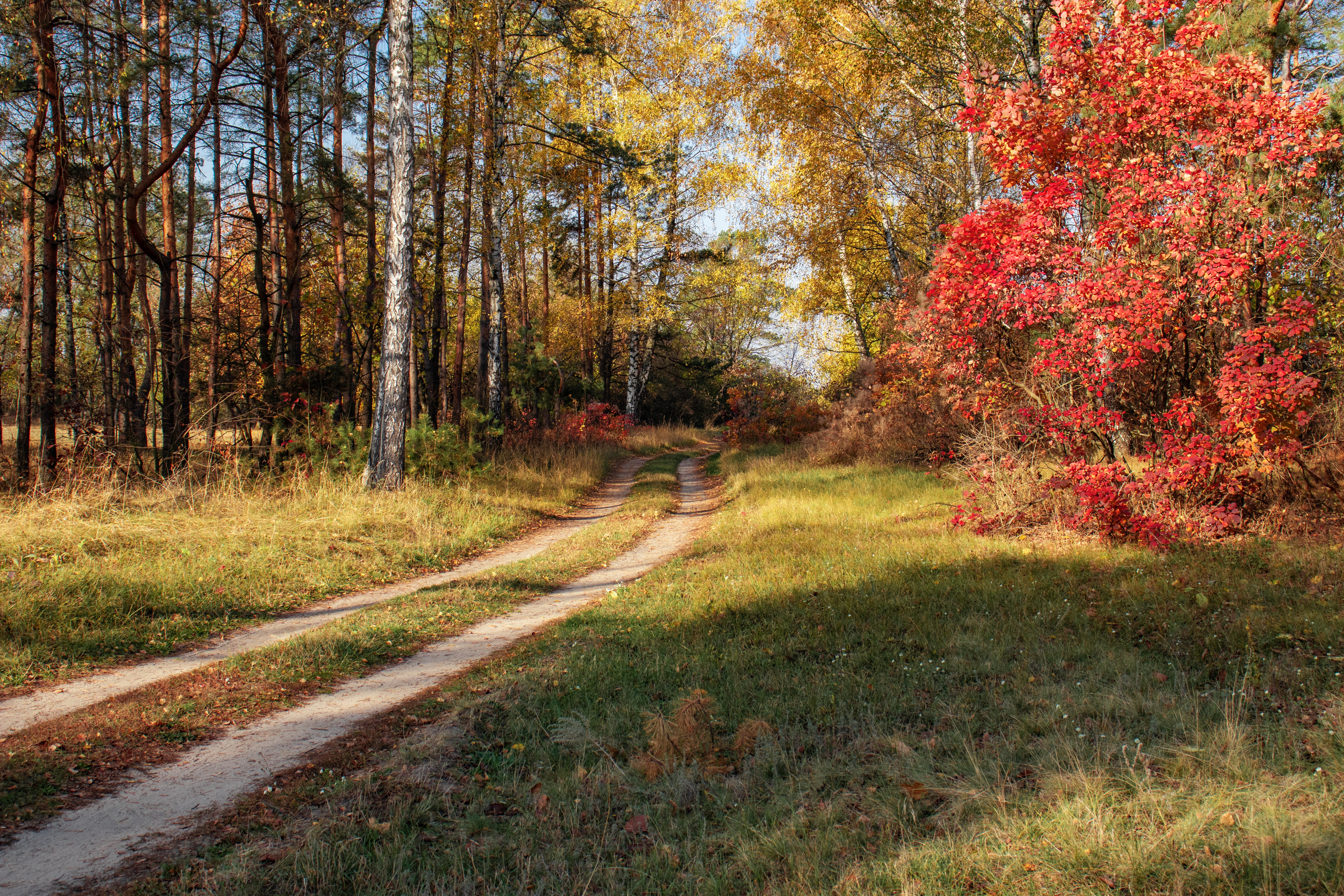 Обои лес, дорожка, осень, forest, track, autumn разрешение 6000x4000 Загрузить