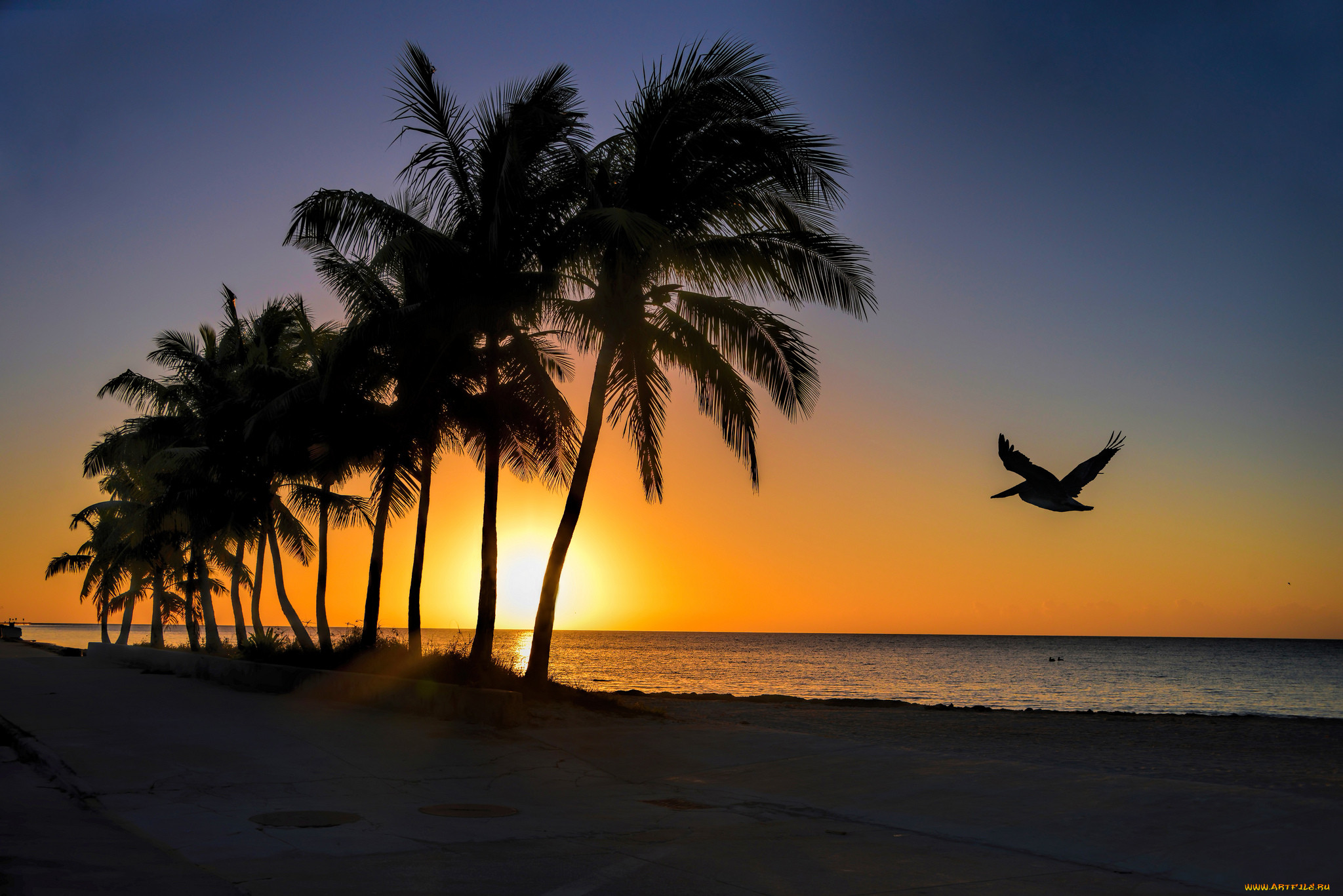 Обои вечер, пальмы, птица, the evening, palm trees, bird разрешение 2048x1367 Загрузить
